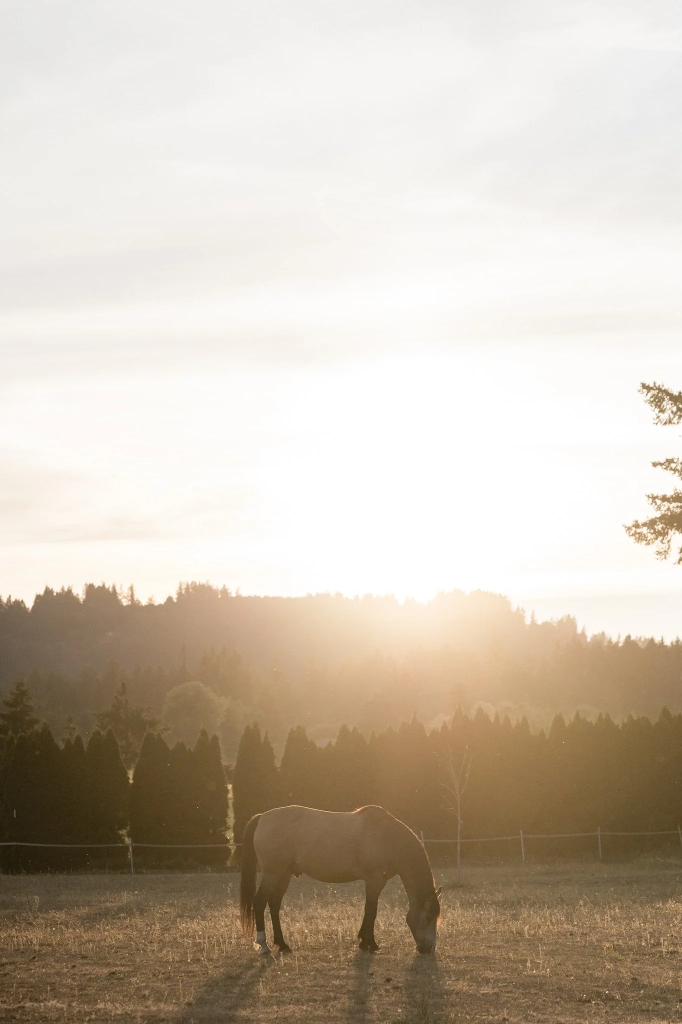 Equestrian-Photos-Studio623Photography-Country-Photographer-Sandy-Oregon-40.jpg