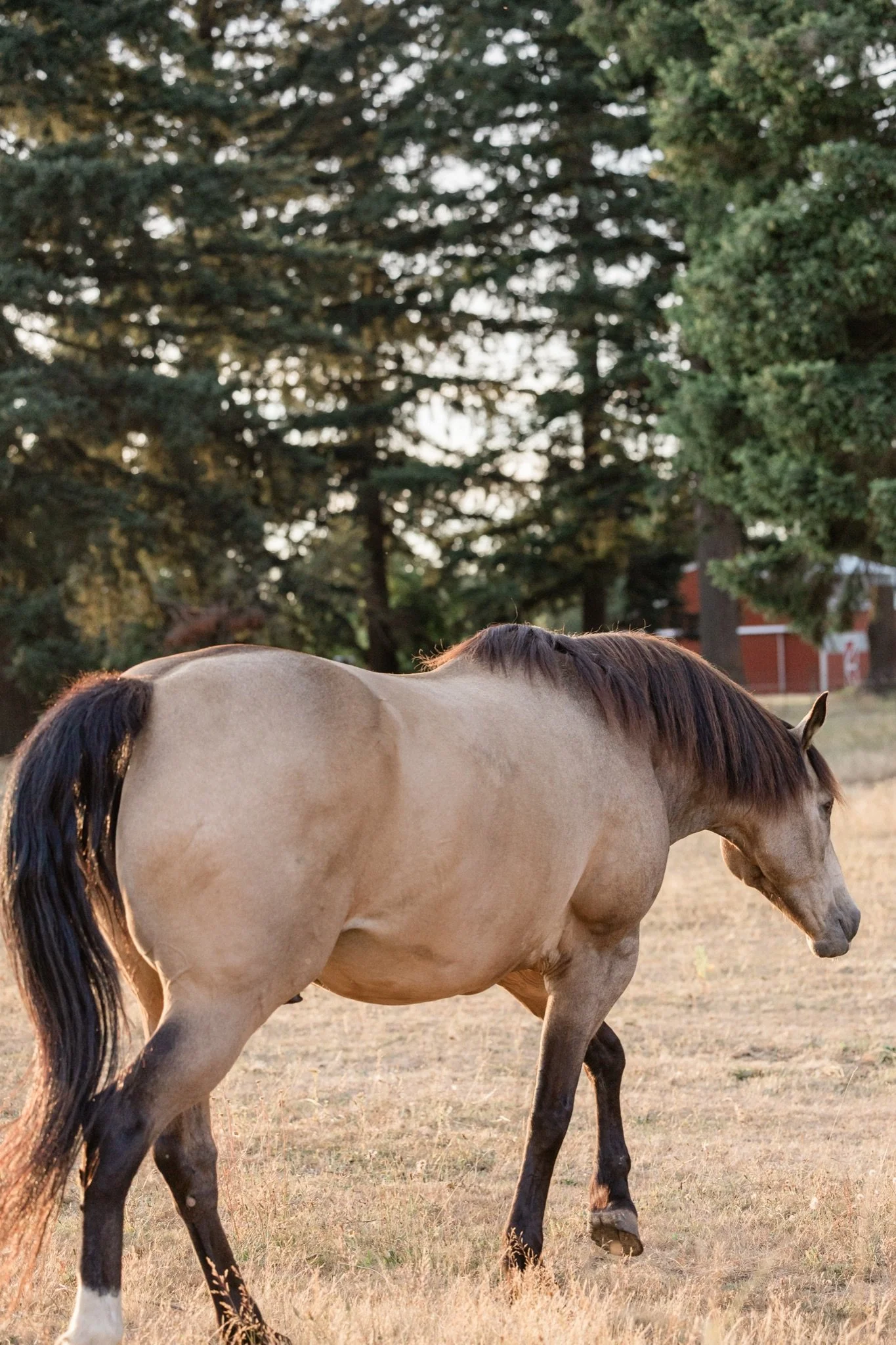 Equestrian-Photos-Studio623Photography-Country-Photographer-Sandy-Oregon-38.jpg