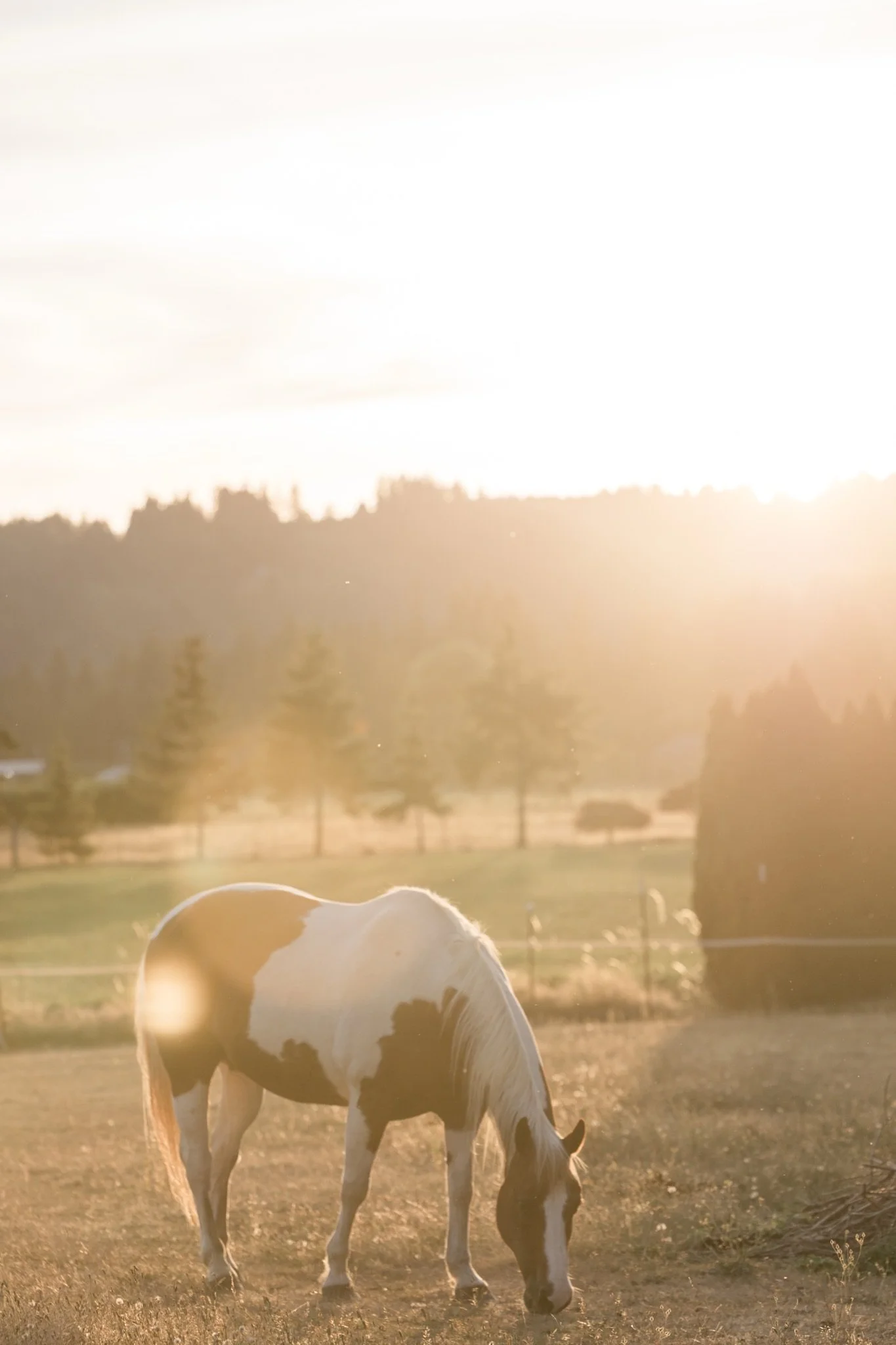 Equestrian-Photos-Studio623Photography-Country-Photographer-Sandy-Oregon-44.jpg