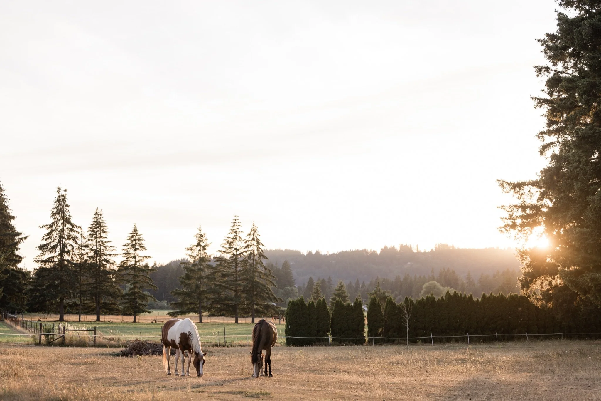 Equestrian-Photos-Studio623Photography-Country-Photographer-Sandy-Oregon-47.jpg