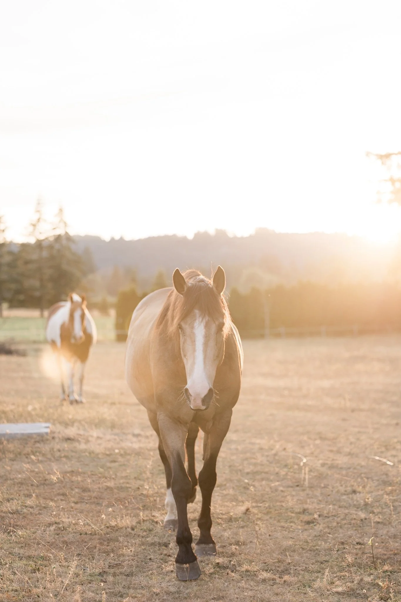 Equestrian-Photos-Studio623Photography-Country-Photographer-Sandy-Oregon-50.jpg
