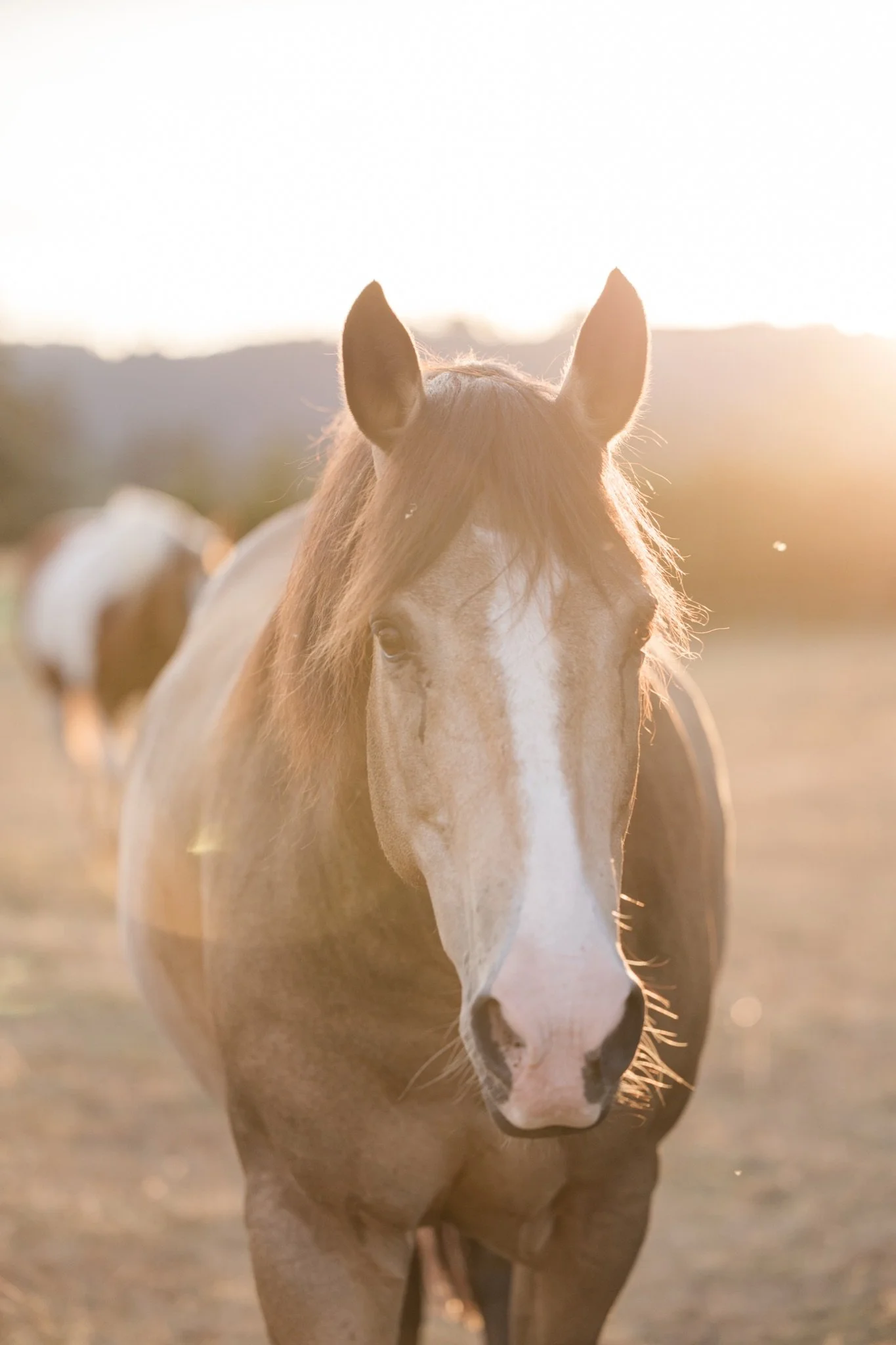 Equestrian-Photos-Studio623Photography-Country-Photographer-Sandy-Oregon-52.jpg