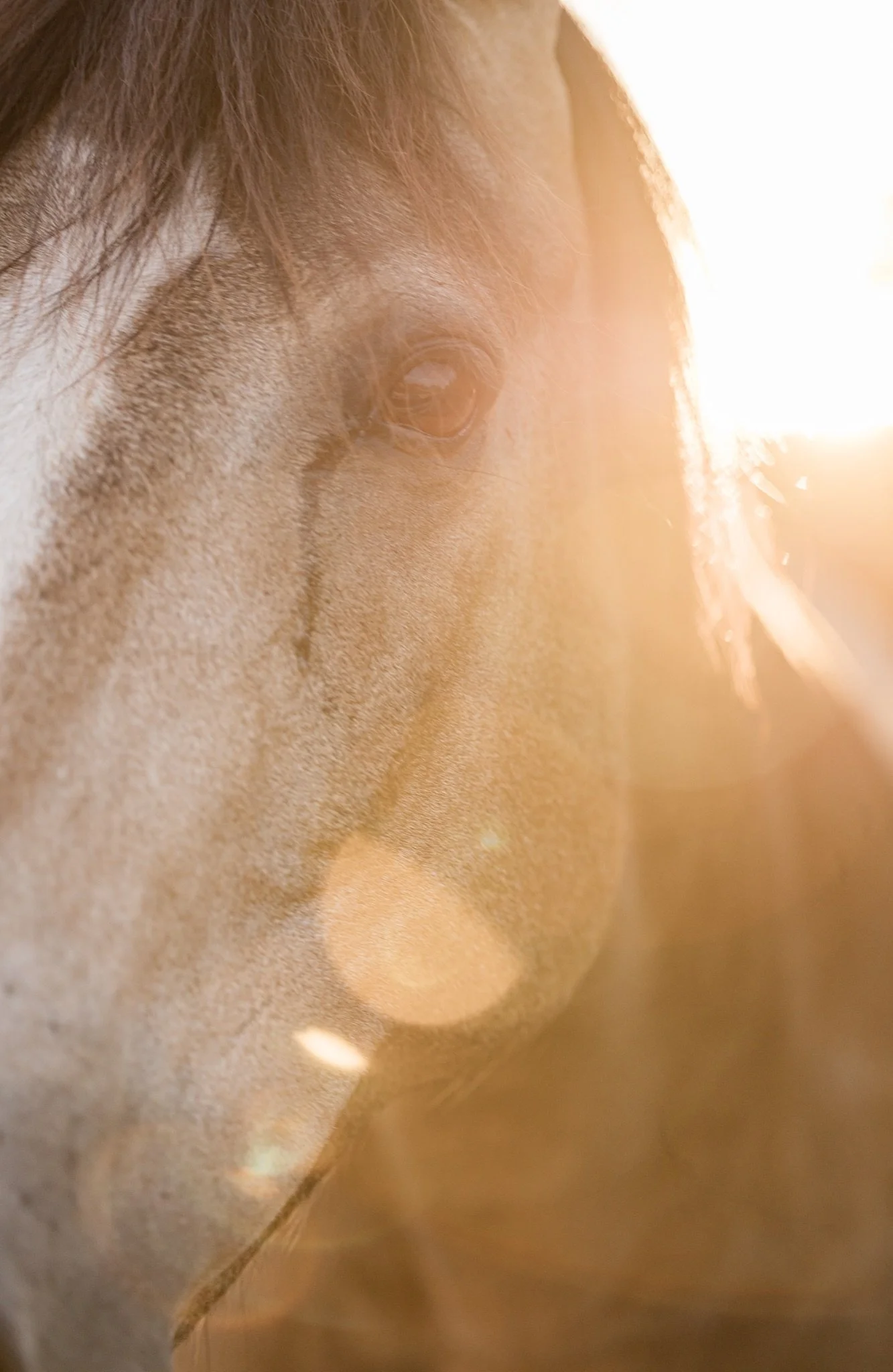 Equestrian-Photos-Studio623Photography-Country-Photographer-Sandy-Oregon-54.jpg