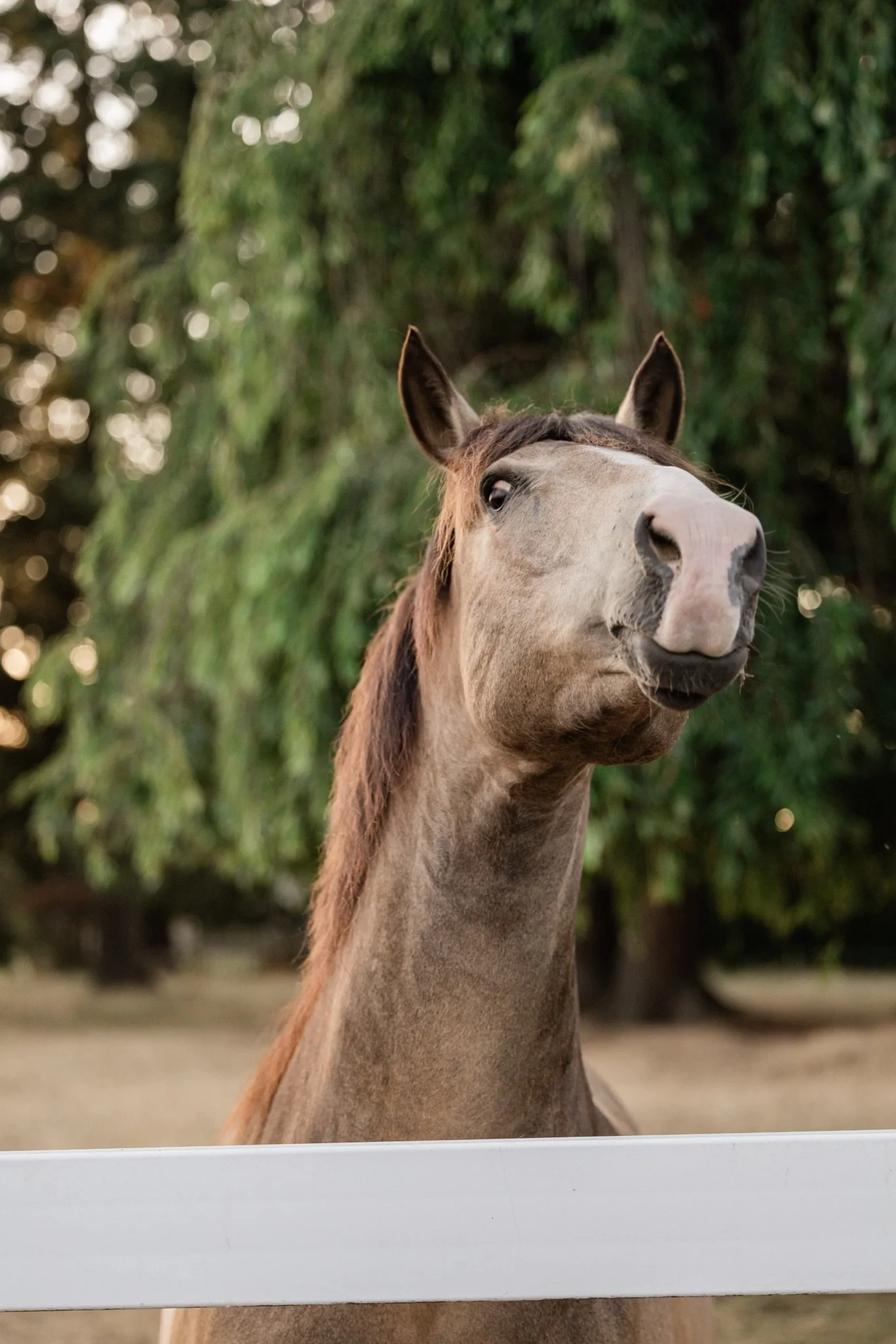 Equestrian-Photos-Studio623Photography-Country-Photographer-Sandy-Oregon-62.jpg