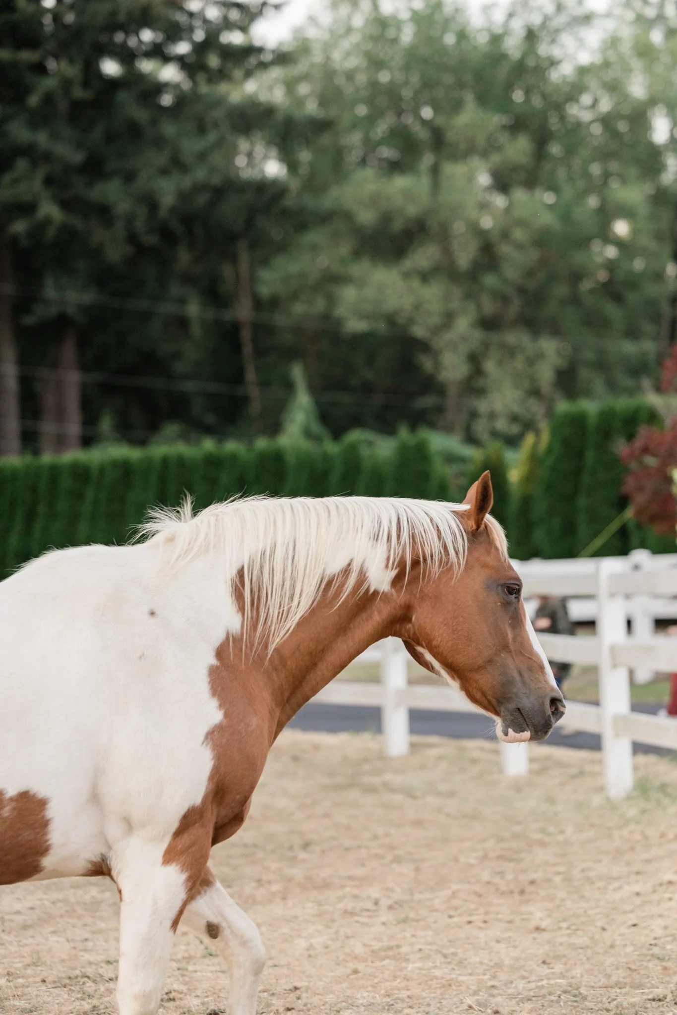 Equestrian-Photos-Studio623Photography-Country-Photographer-Sandy-Oregon-68.jpg