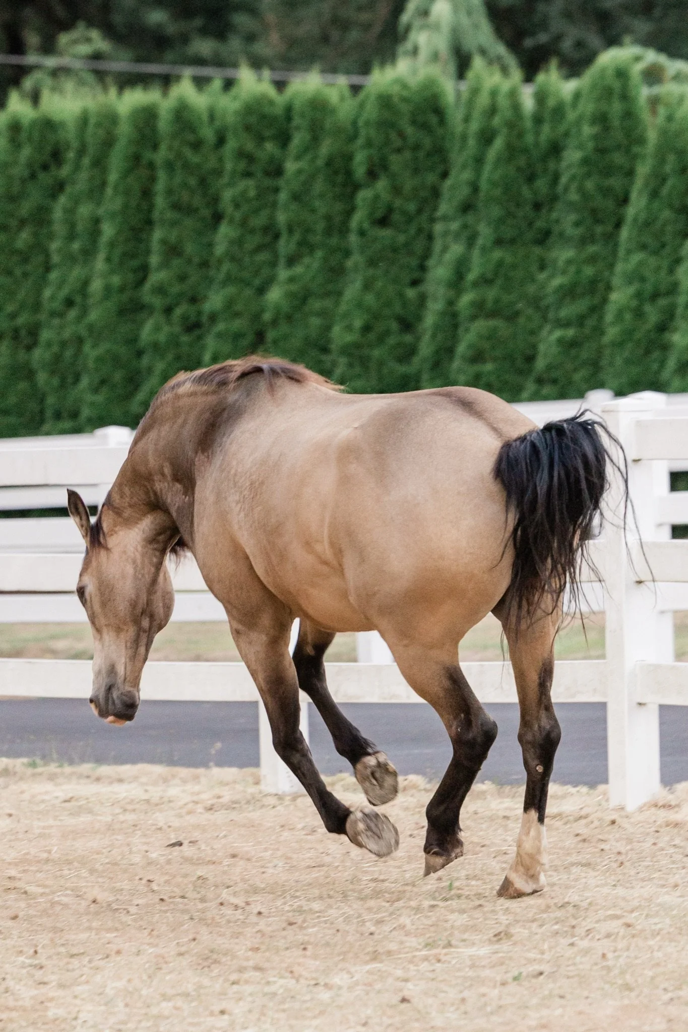 Equestrian-Photos-Studio623Photography-Country-Photographer-Sandy-Oregon-82.jpg