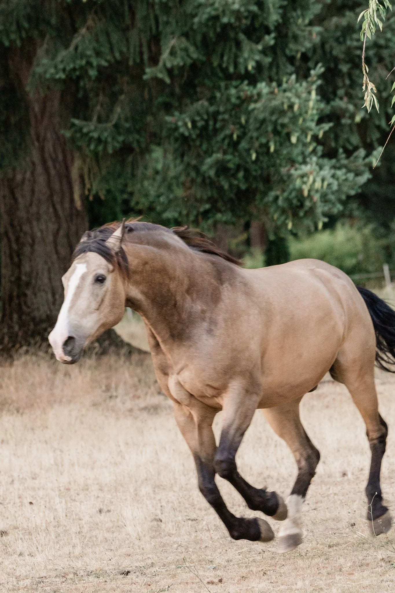 Equestrian-Photos-Studio623Photography-Country-Photographer-Sandy-Oregon-84.jpg