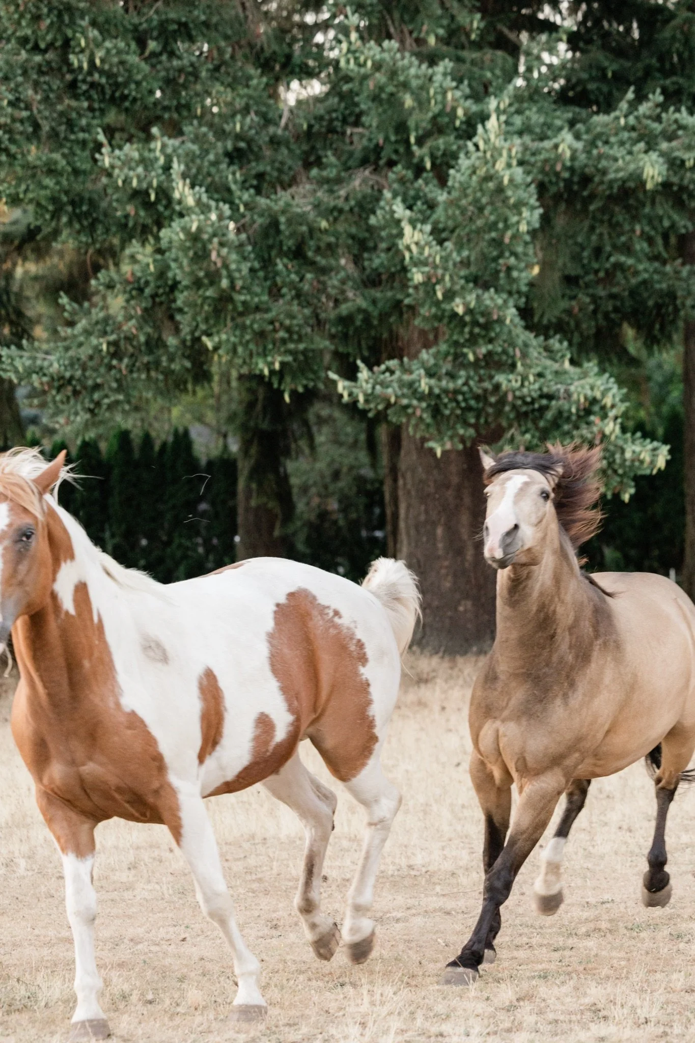 Equestrian-Photos-Studio623Photography-Country-Photographer-Sandy-Oregon-87.jpg
