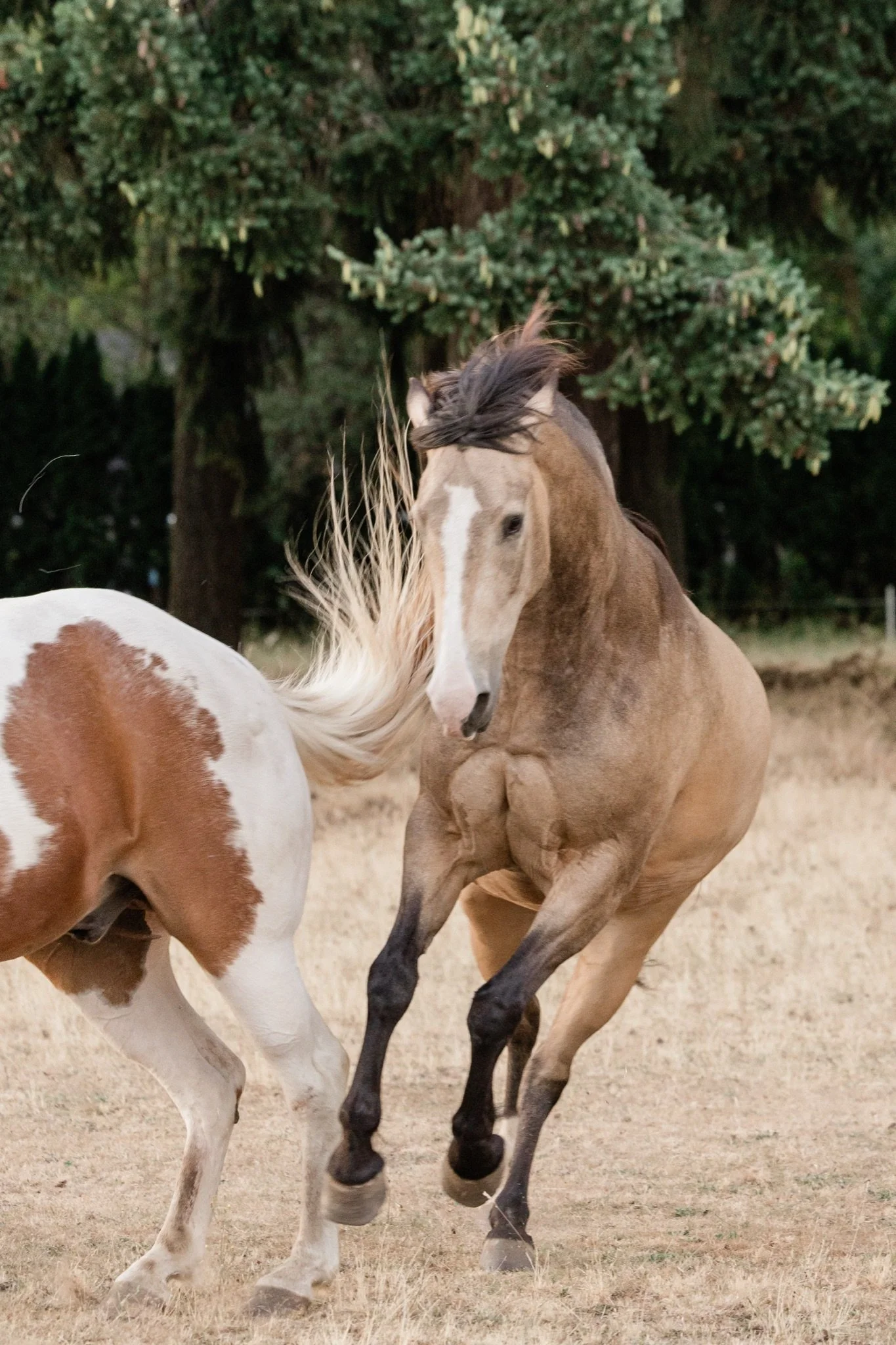 Equestrian-Photos-Studio623Photography-Country-Photographer-Sandy-Oregon-88.jpg