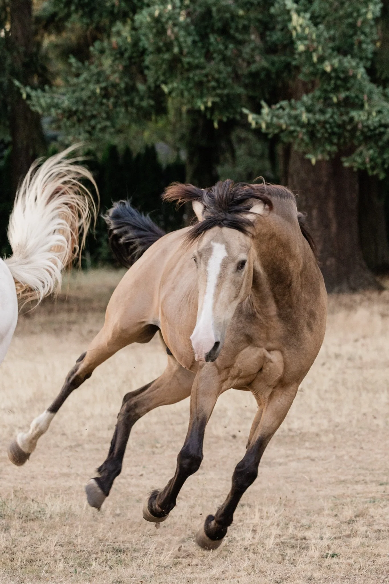 Equestrian-Photos-Studio623Photography-Country-Photographer-Sandy-Oregon-90.jpg