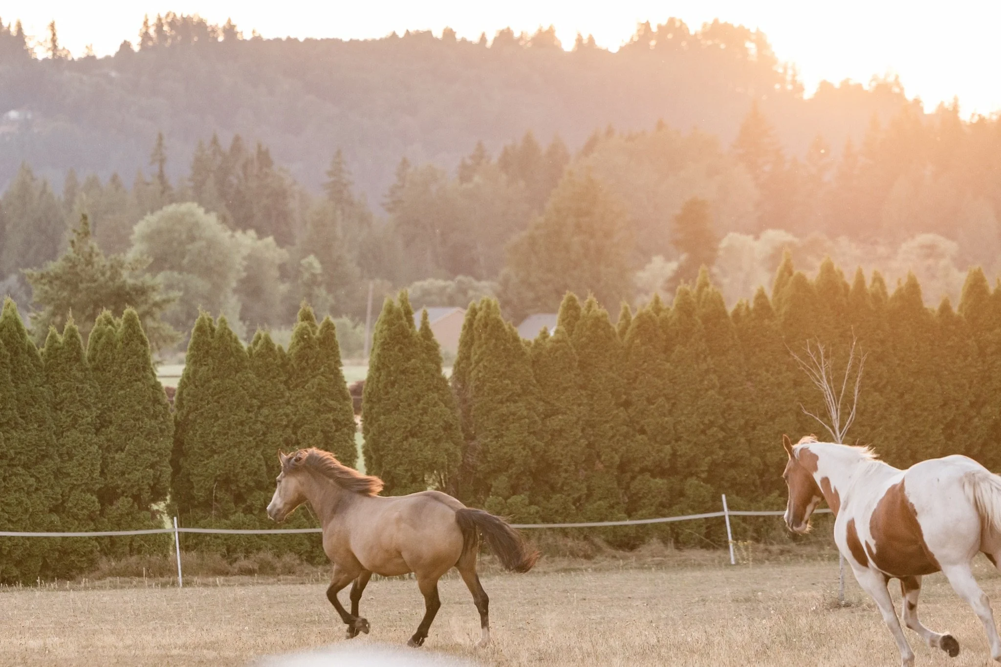 Equestrian-Photos-Studio623Photography-Country-Photographer-Sandy-Oregon-95.jpg
