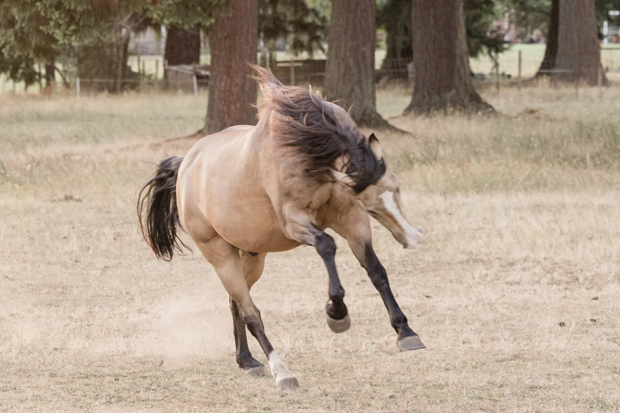 Equestrian-Photos-Studio623Photography-Country-Photographer-Sandy-Oregon-99.jpg