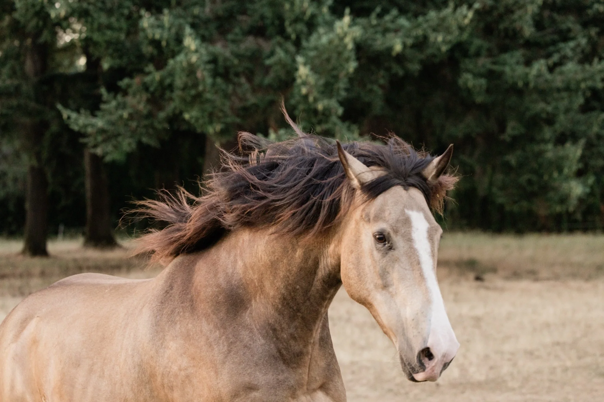Equestrian-Photos-Studio623Photography-Country-Photographer-Sandy-Oregon-100.jpg