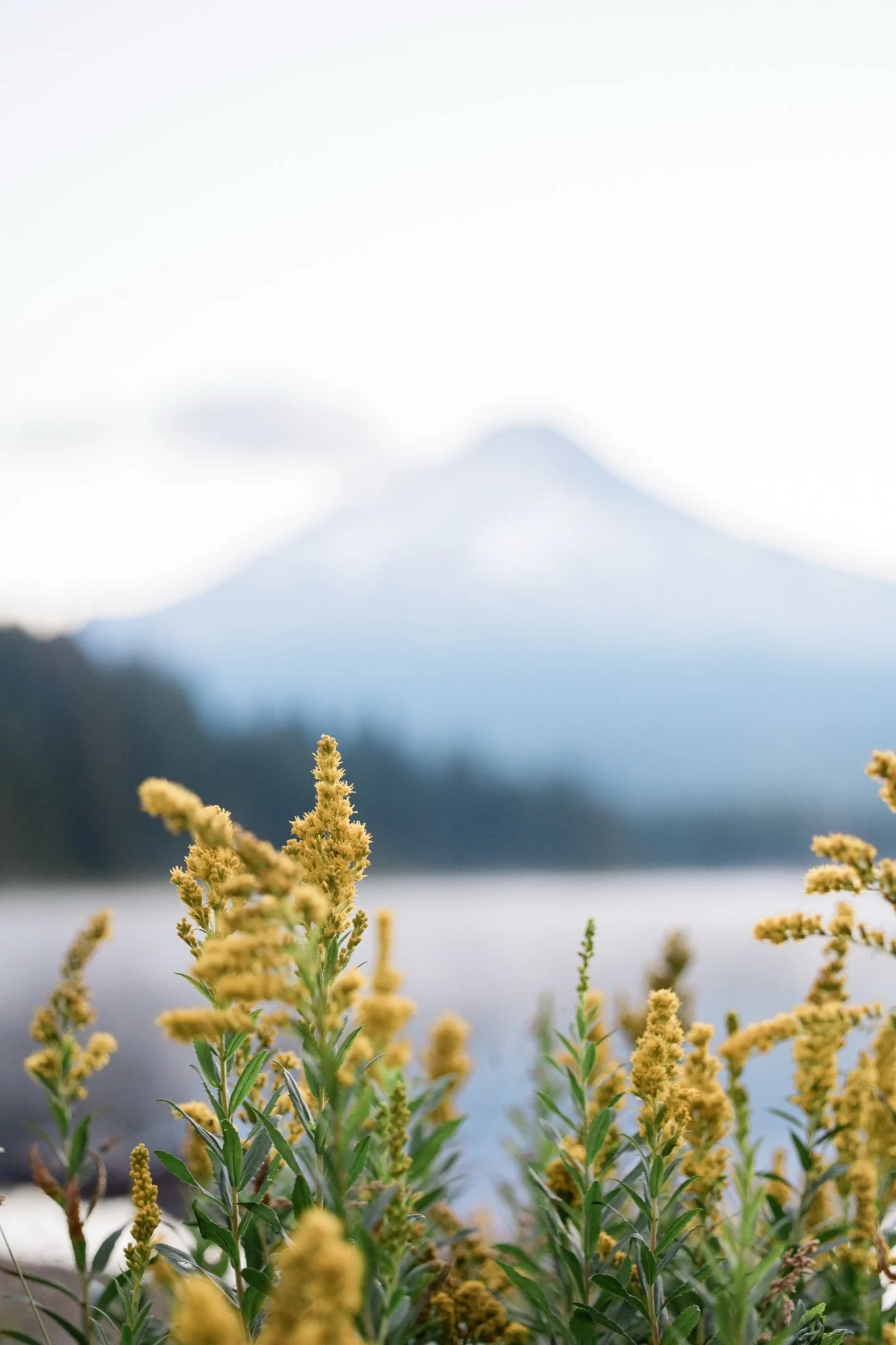 TrilliumLake-Proposal-Sunrise-PinkClouds-MtHood-Studio623Photography-SandyOregon-1.jpg