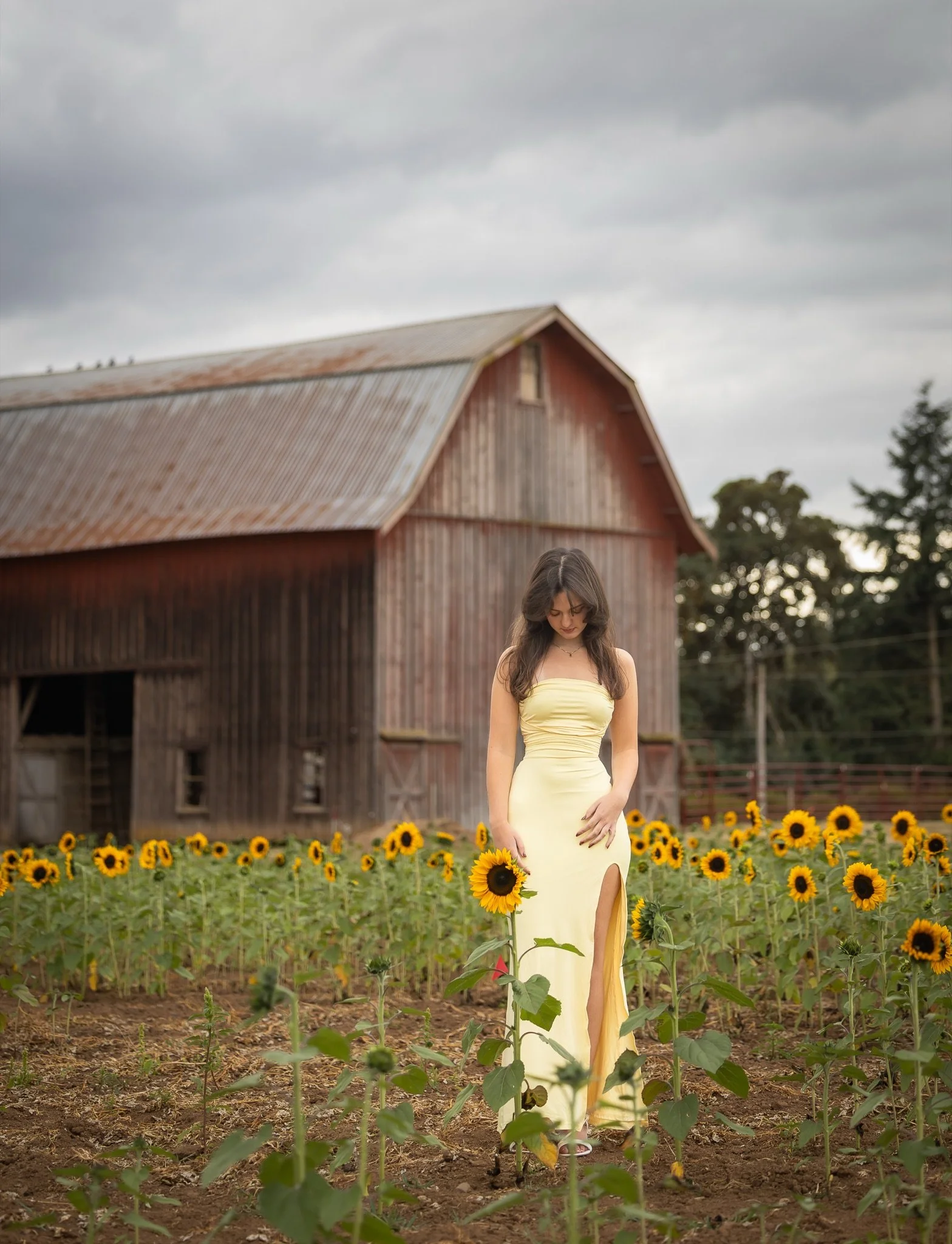 Sandy-Oregon-Senior-Photographer-Sunflowers-Studio623Photography-04.jpg