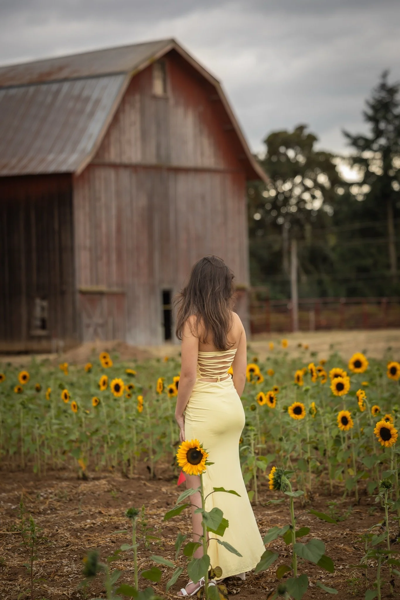 Sandy-Oregon-Senior-Photographer-Sunflowers-Studio623Photography-07.jpg