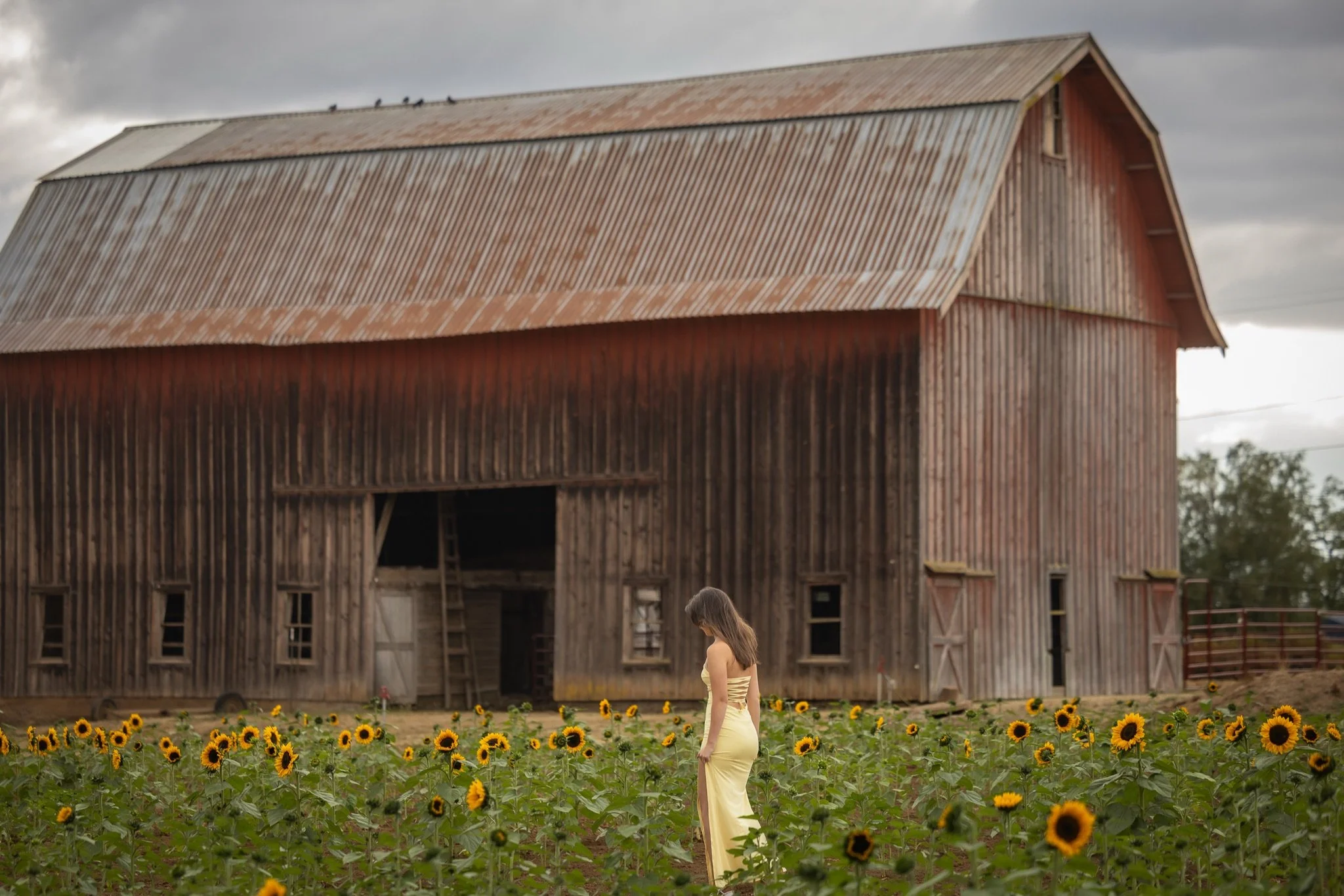 Sandy-Oregon-Senior-Photographer-Sunflowers-Studio623Photography-27.jpg