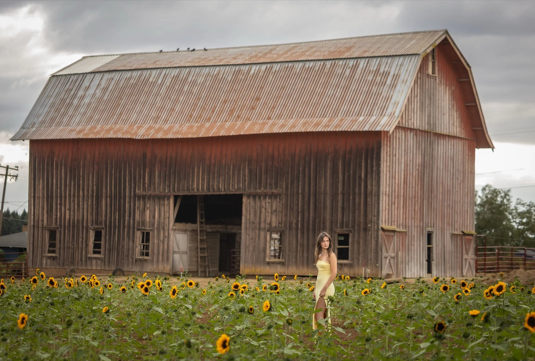 Sandy-Oregon-Senior-Photographer-Sunflowers-Studio623Photography-28.jpg
