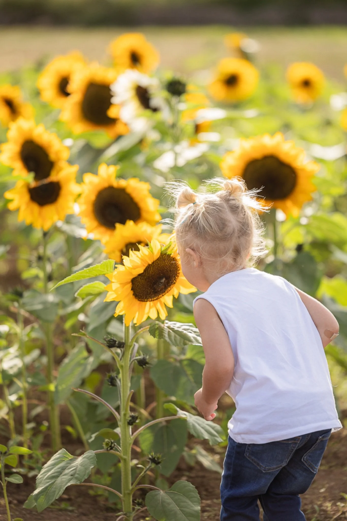 Philip-Foster-Farm-Family-Photos-Sunflowers-Studio623Photography-04.jpg