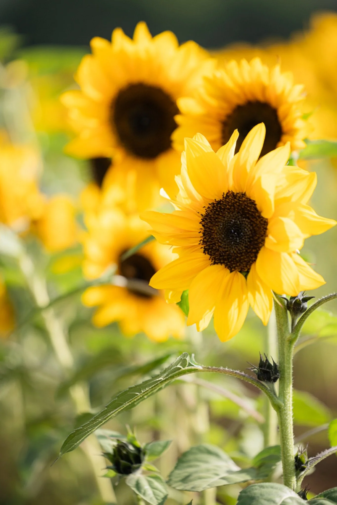 Philip-Foster-Farm-Family-Photos-Sunflowers-Studio623Photography-06.jpg