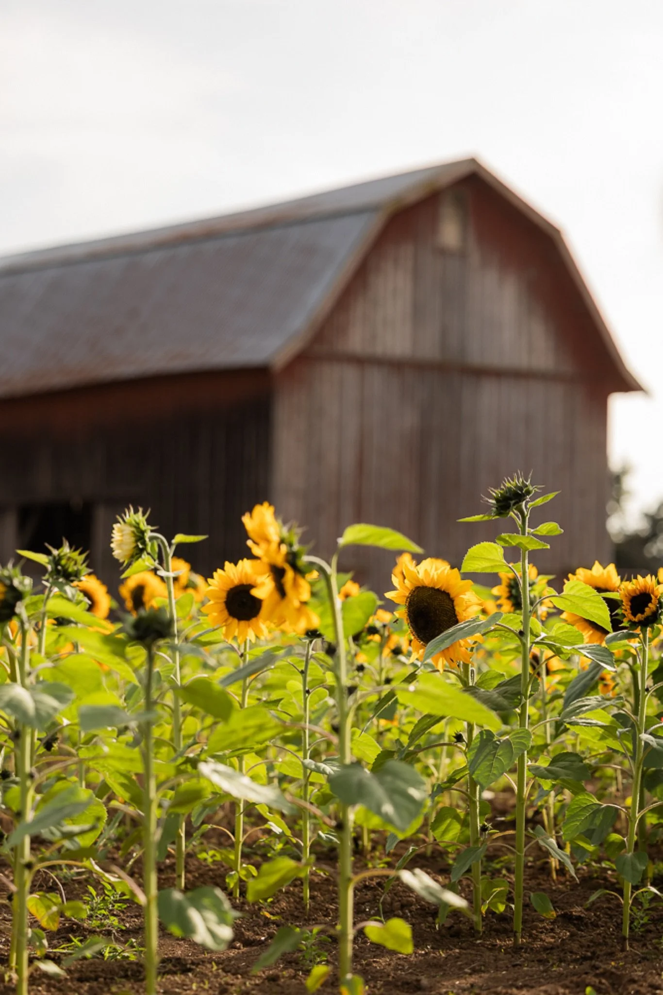 Philip-Foster-Farm-Family-Photos-Sunflowers-Studio623Photography-07.jpg