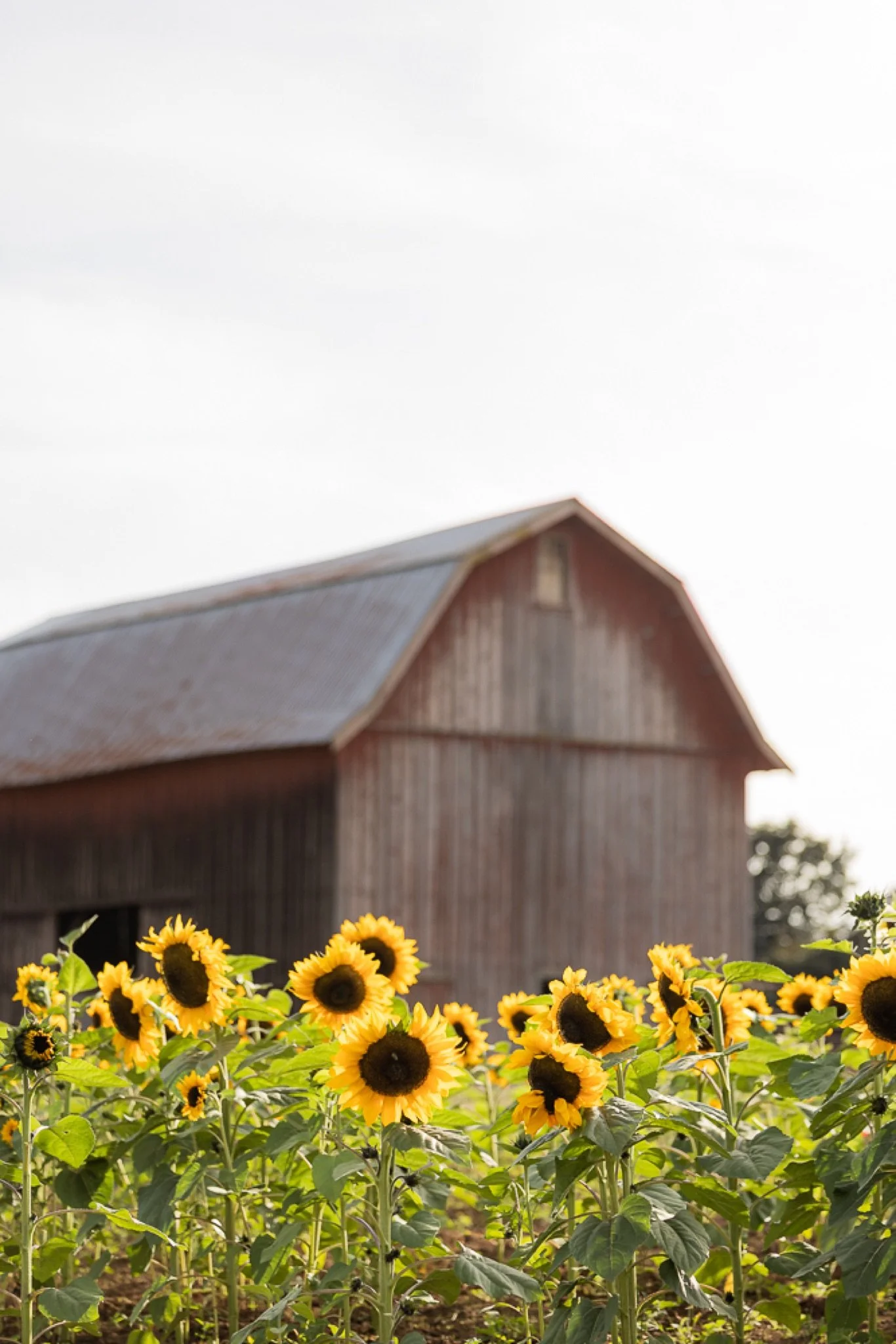 Philip-Foster-Farm-Family-Photos-Sunflowers-Studio623Photography-12.jpg