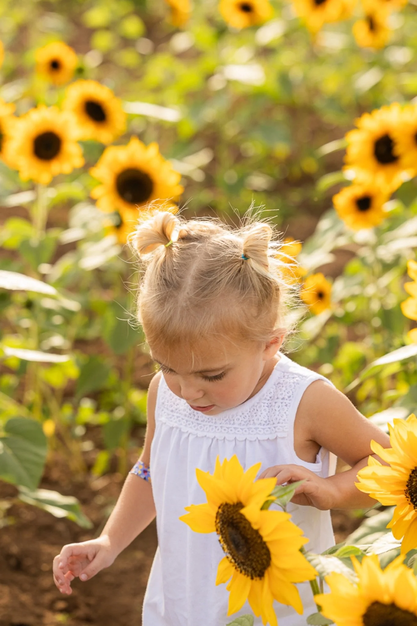 Philip-Foster-Farm-Family-Photos-Sunflowers-Studio623Photography-19.jpg