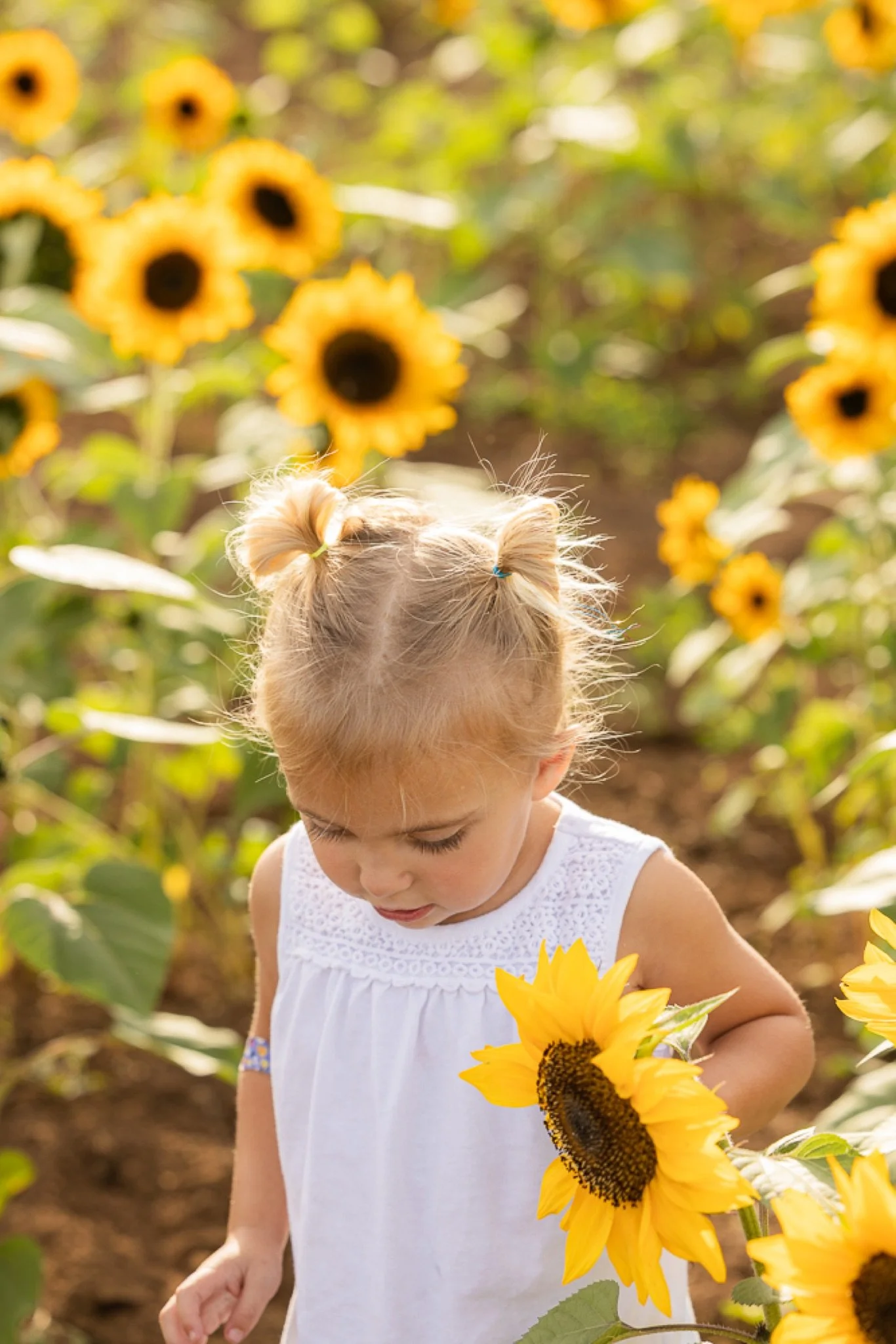 Philip-Foster-Farm-Family-Photos-Sunflowers-Studio623Photography-20.jpg