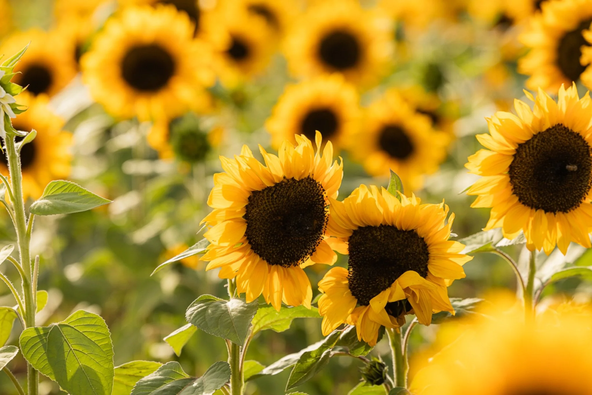 Philip-Foster-Farm-Family-Photos-Sunflowers-Studio623Photography-25.jpg