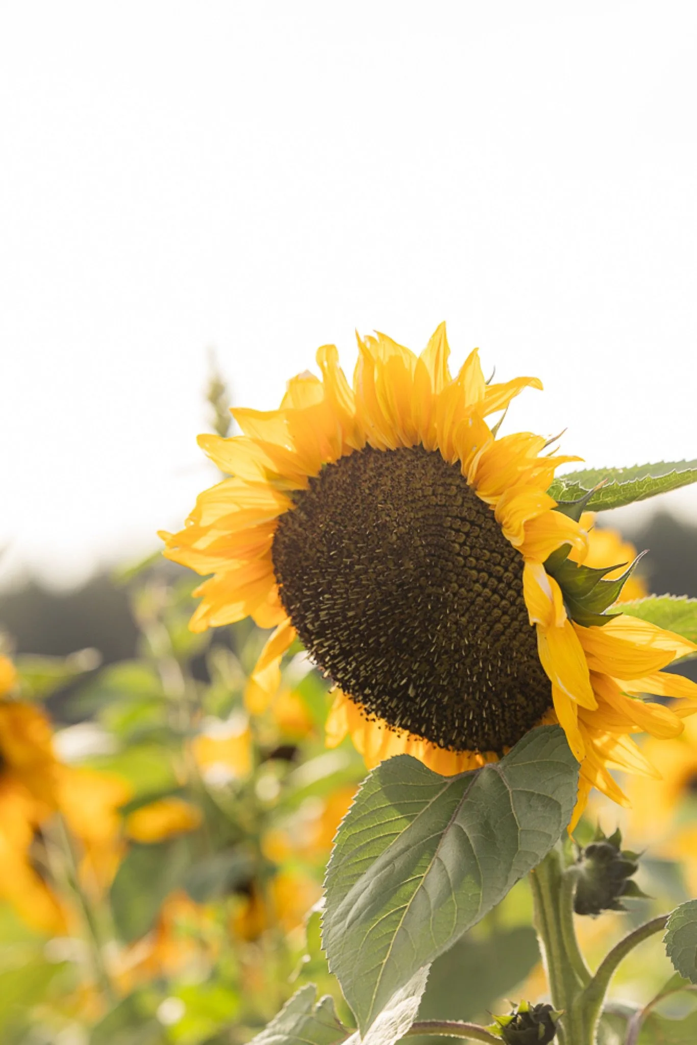 Philip-Foster-Farm-Family-Photos-Sunflowers-Studio623Photography-26.jpg
