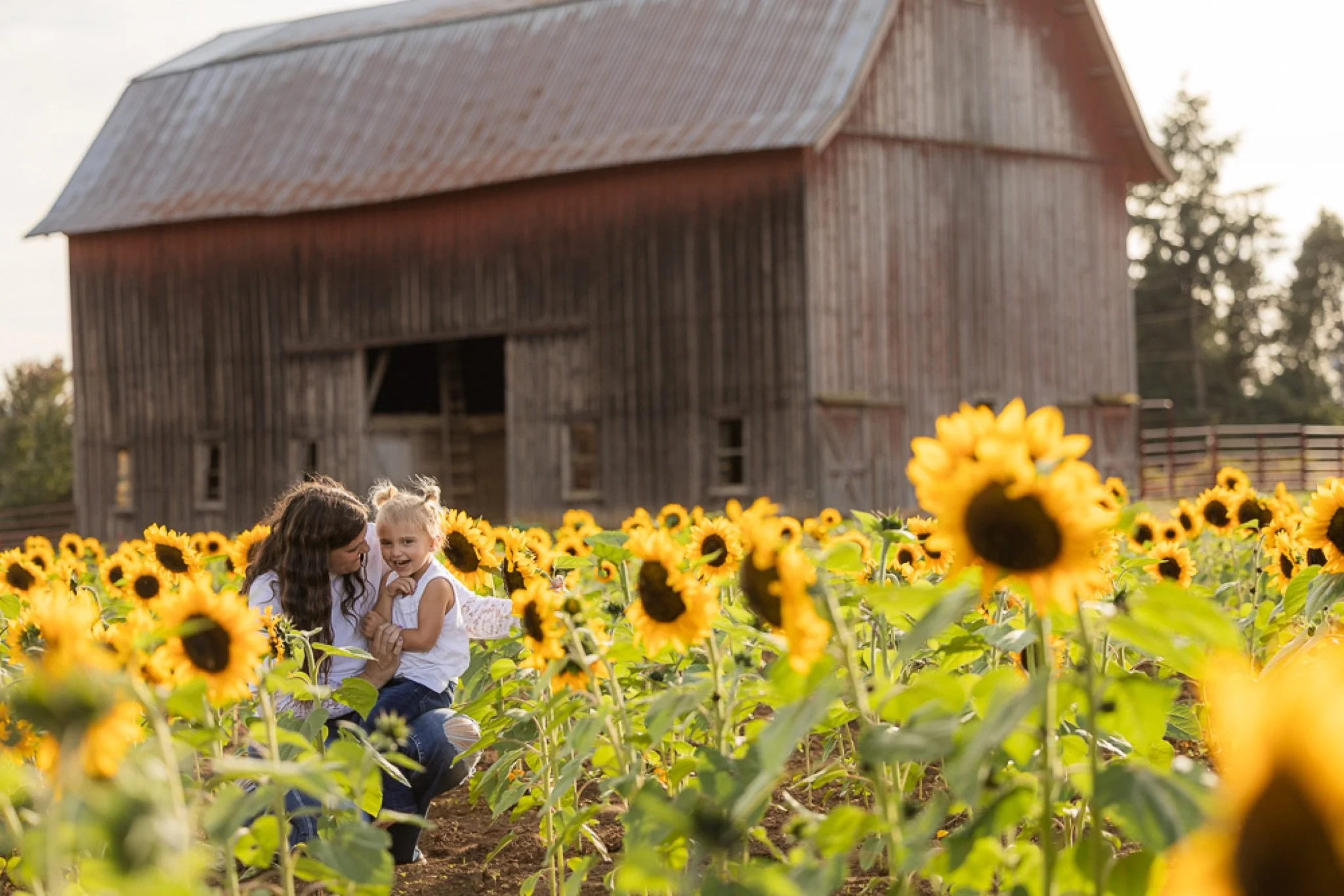 Philip-Foster-Farm-Family-Photos-Sunflowers-Studio623Photography-35.jpg