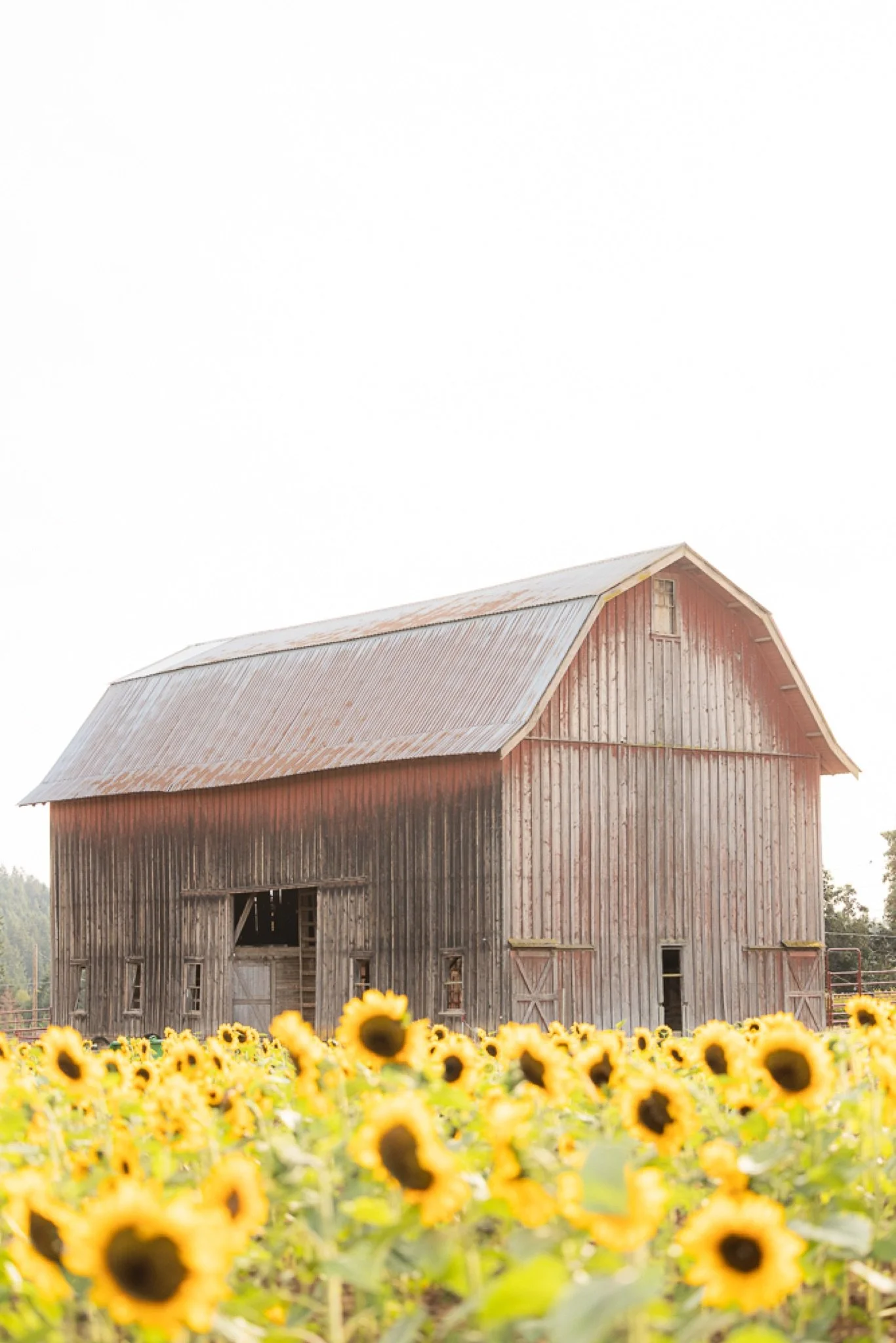 Philip-Foster-Farm-Family-Photos-Sunflowers-Studio623Photography-41.jpg