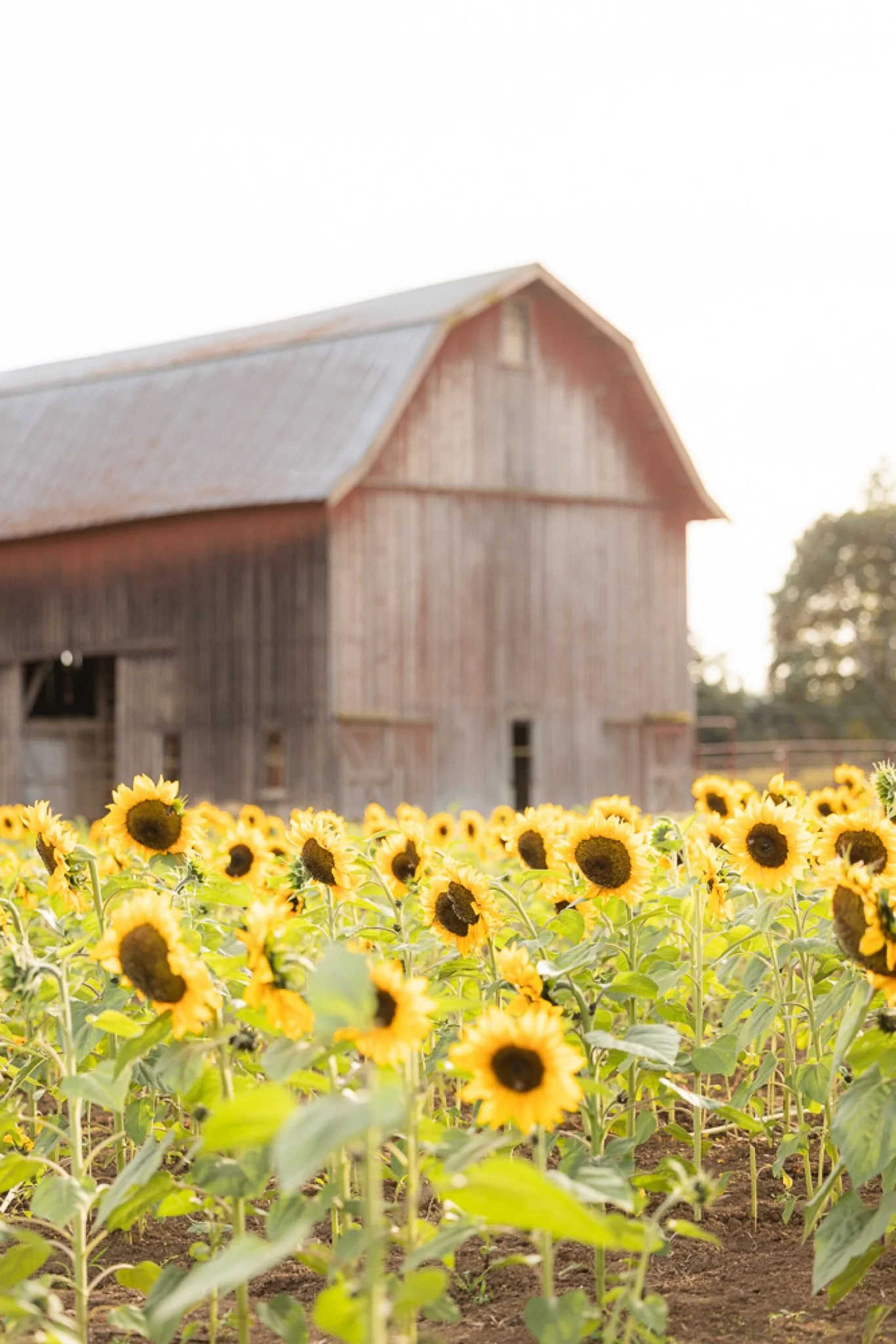 Philip-Foster-Farm-Family-Photos-Sunflowers-Studio623Photography-42.jpg