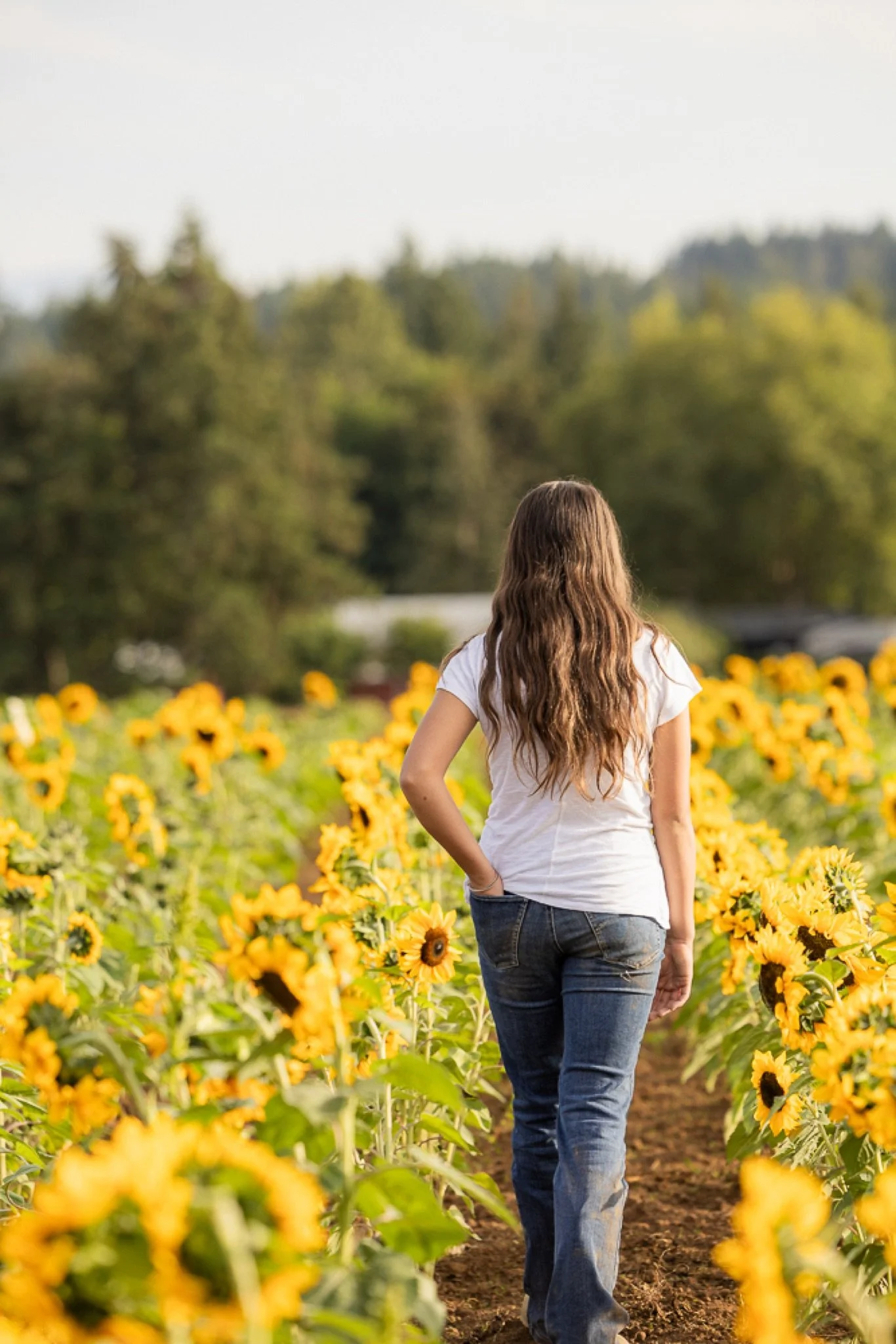 Philip-Foster-Farm-Family-Photos-Sunflowers-Studio623Photography-48.jpg