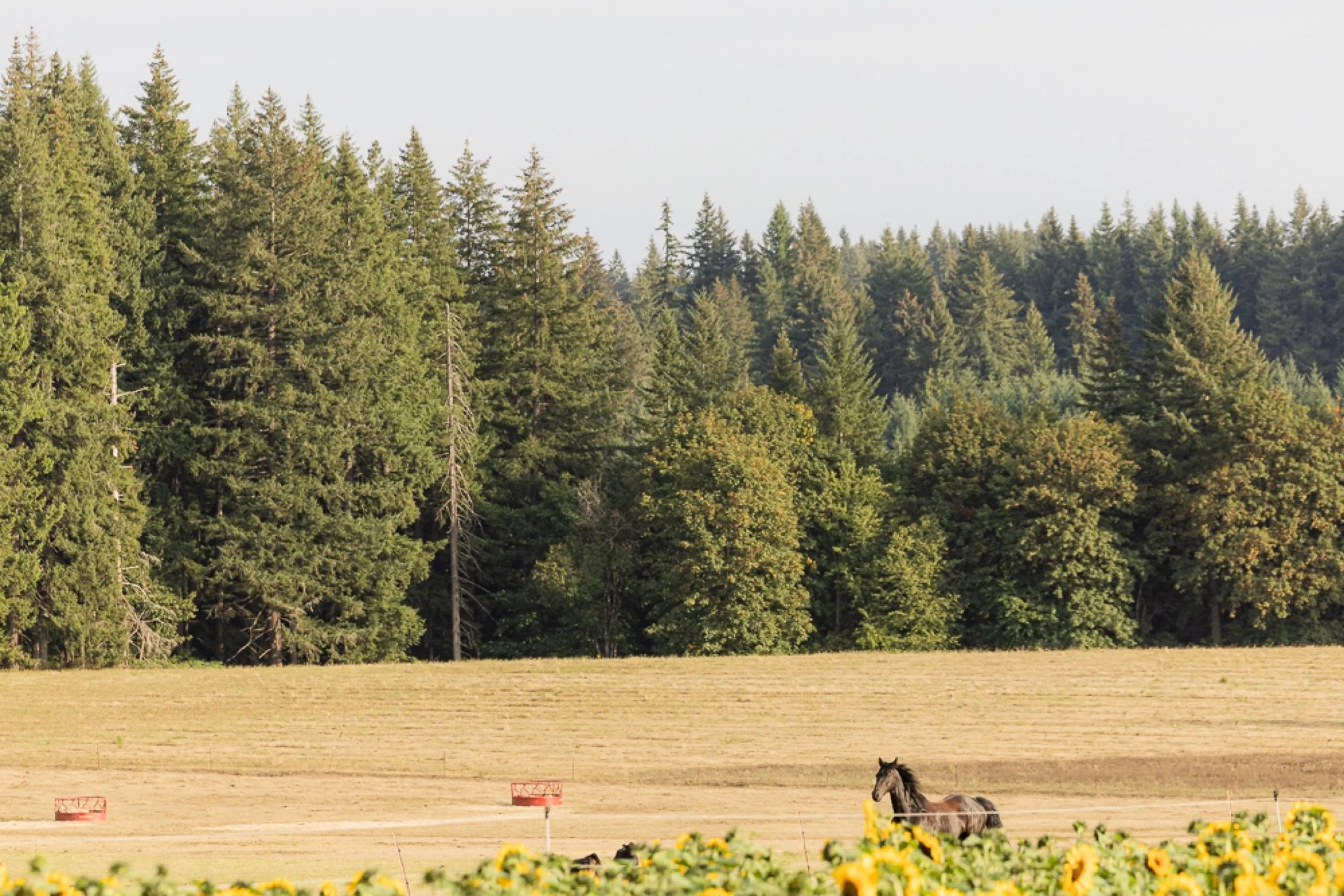 Philip-Foster-Farm-Family-Photos-Sunflowers-Studio623Photography-50.jpg