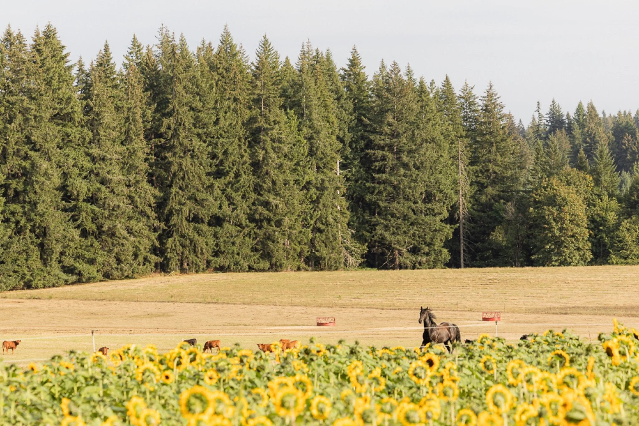 Philip-Foster-Farm-Family-Photos-Sunflowers-Studio623Photography-51.jpg