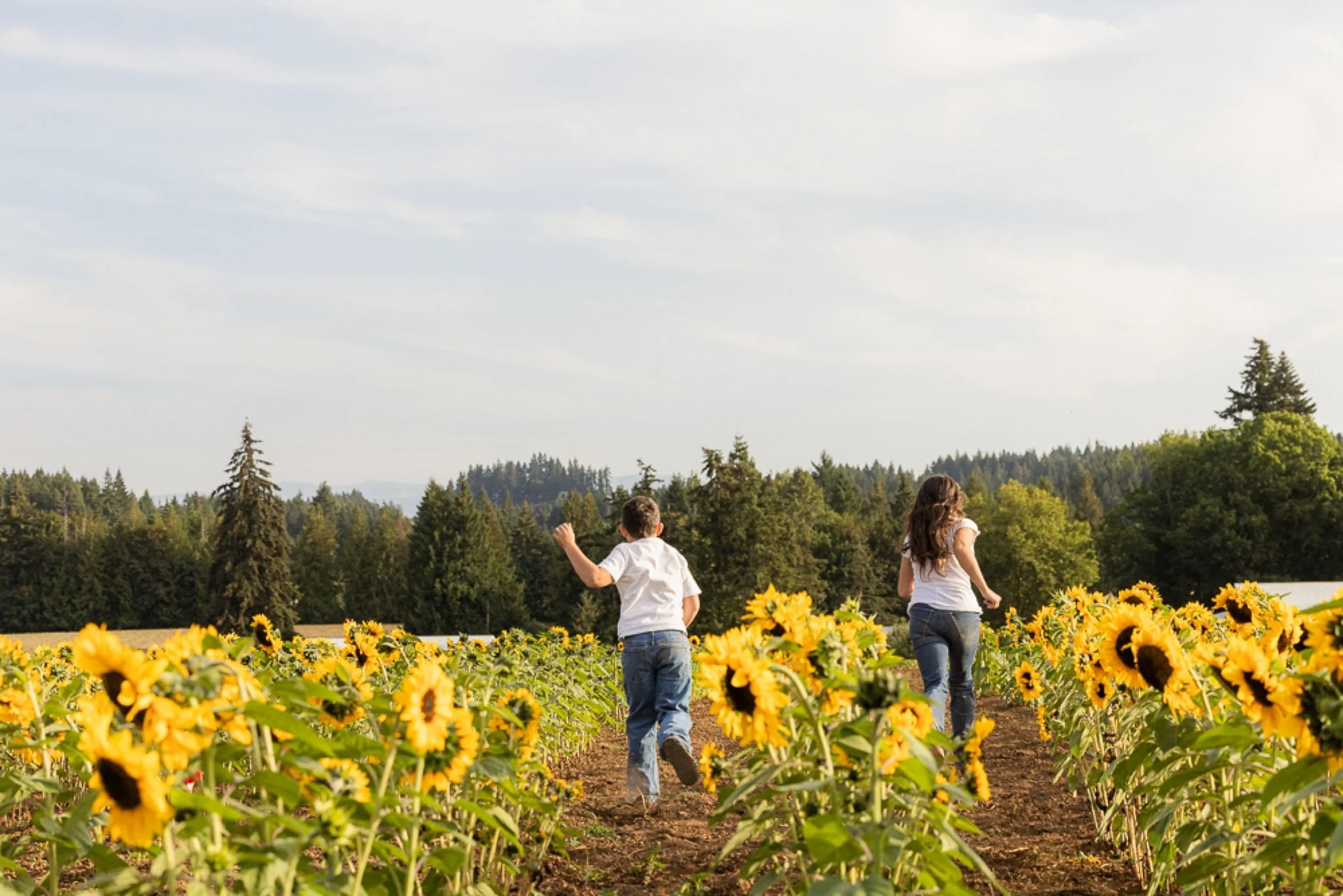 Philip-Foster-Farm-Family-Photos-Sunflowers-Studio623Photography-54.jpg