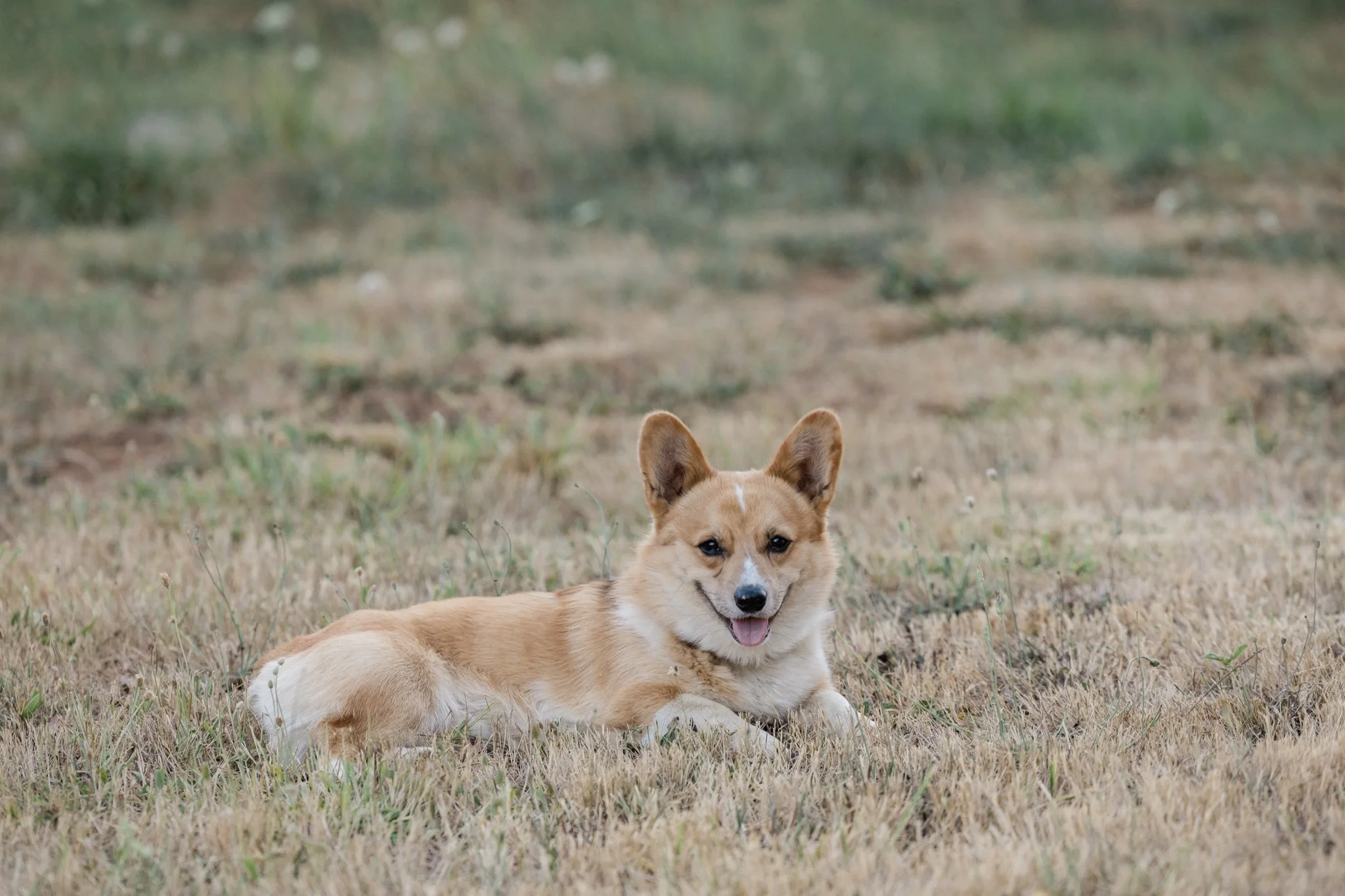 The family corgi lying in the dry summer grass