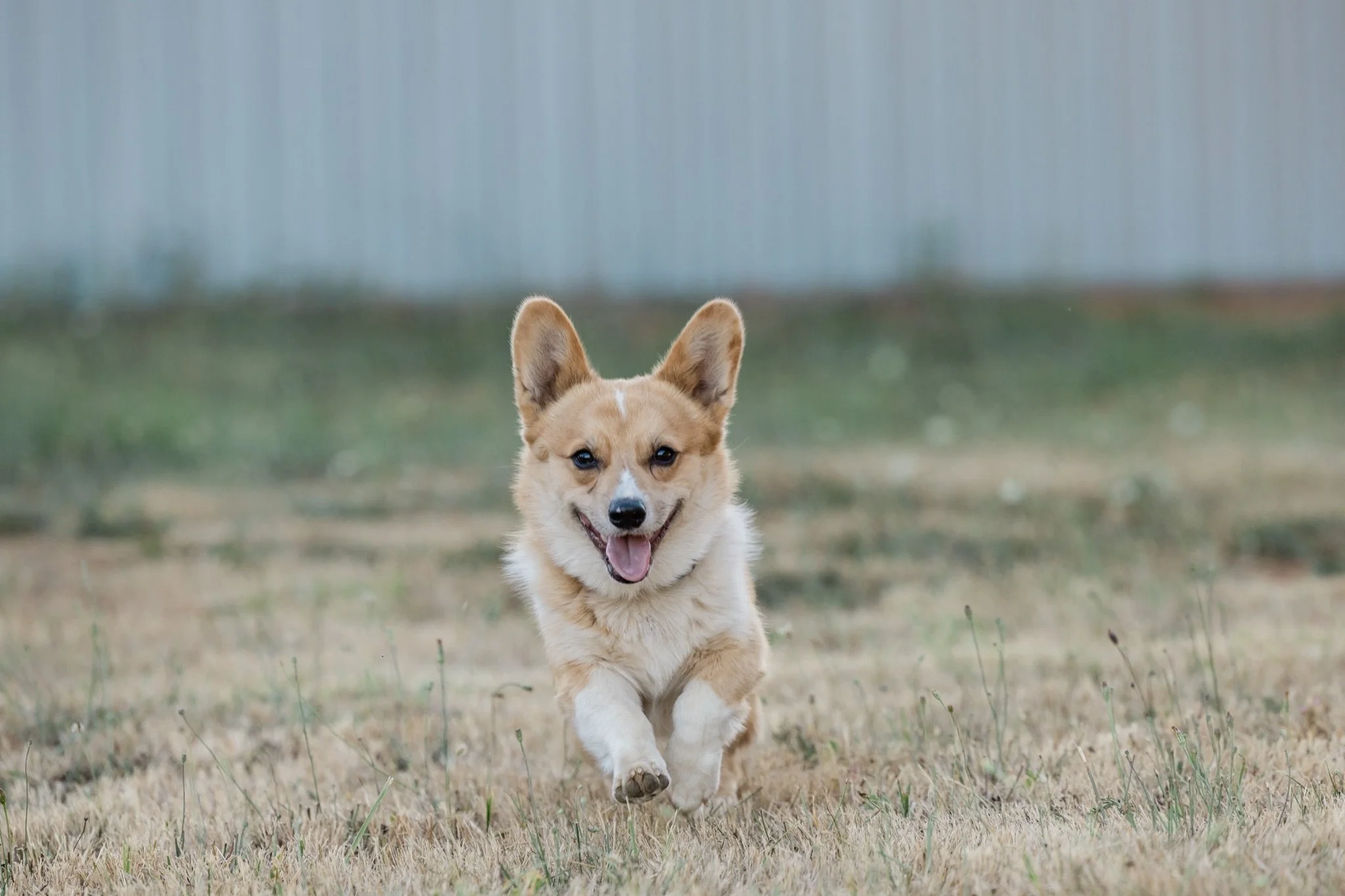 The family corgi running through the dry grass