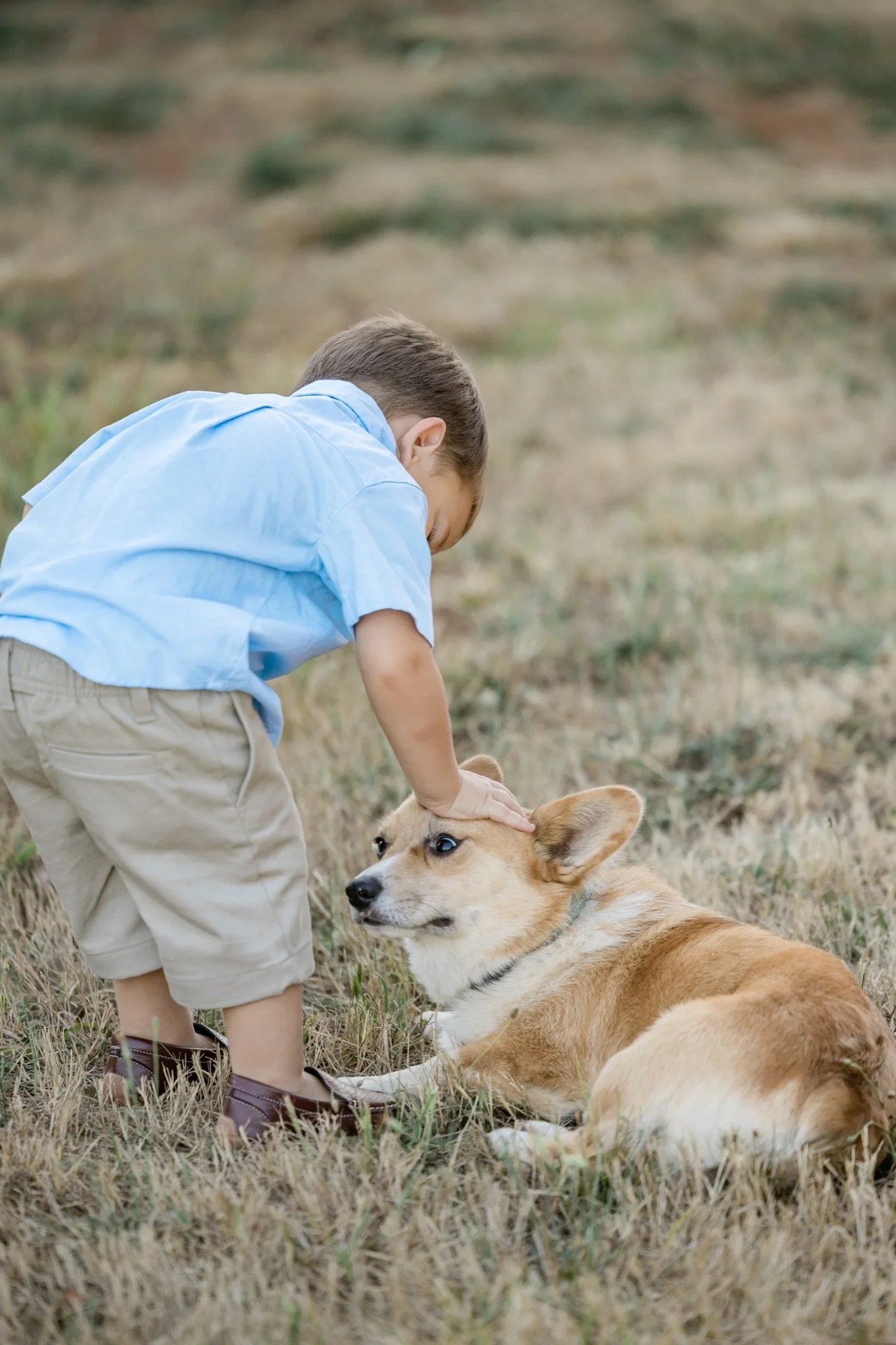 A boy in a blue shirt petting the corgi in the dry grass
