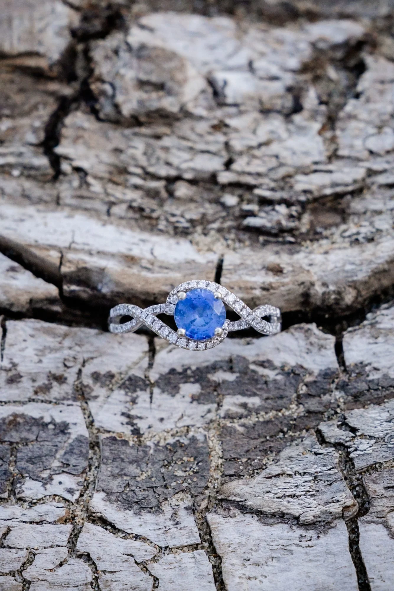A sapphire engagement ring resting on cracked driftwood at the beach