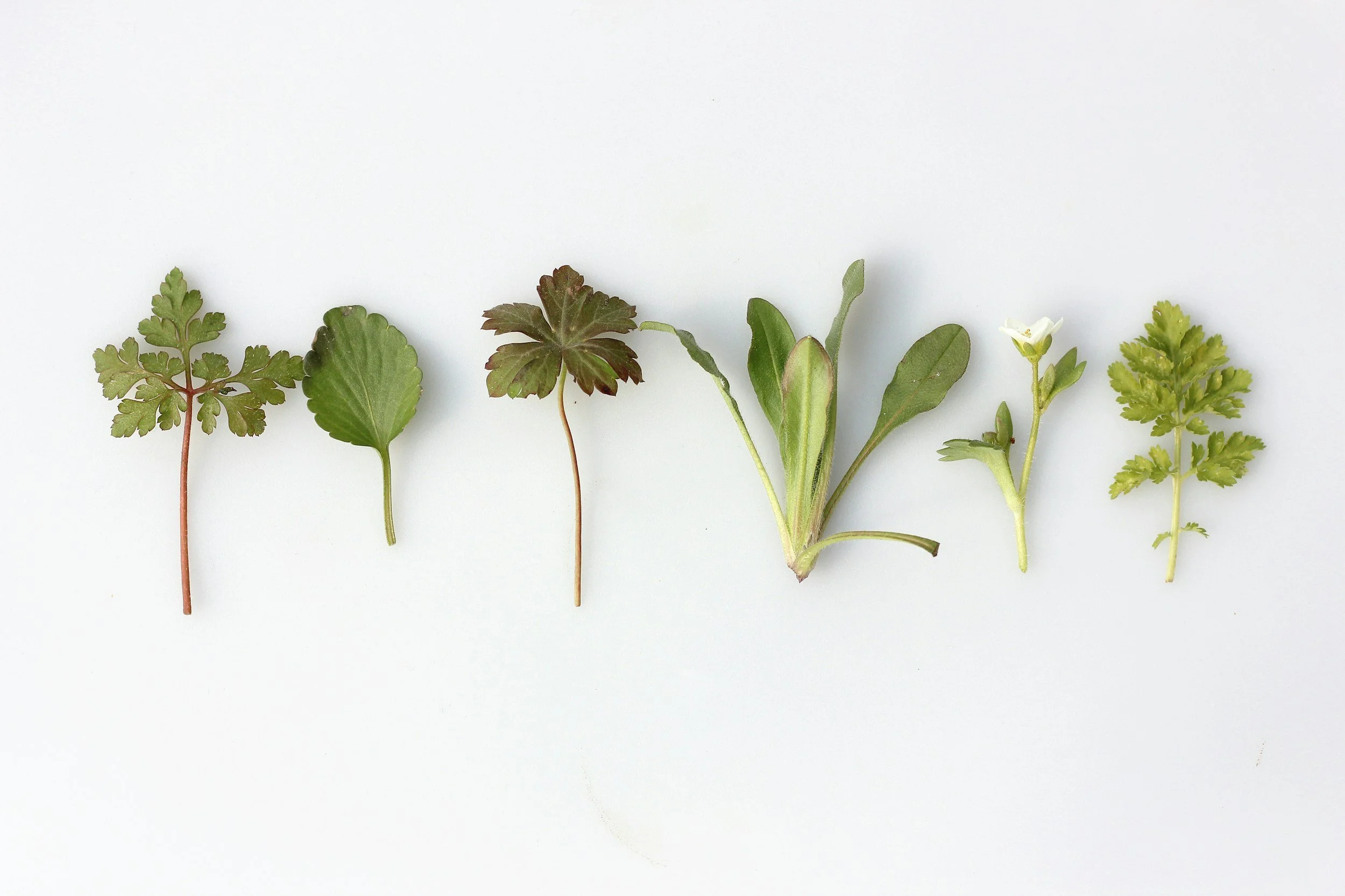 Detoxifying Foods, Herbs &amp; Nutrients
