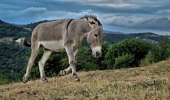 To understand the difference between horses and mules, you need to also understand a little about donkeys. Image via Pixabay; https://pixabay.com/photos/horse-mare-bridle-animal-ride-3390256/