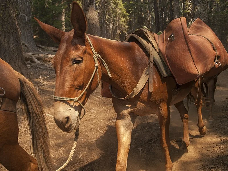 What's the Difference Between and Horse and a Mule? — Frontier Life