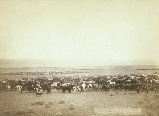 Cowboy Life in the 1800s: Primary Sources — Frontier Life