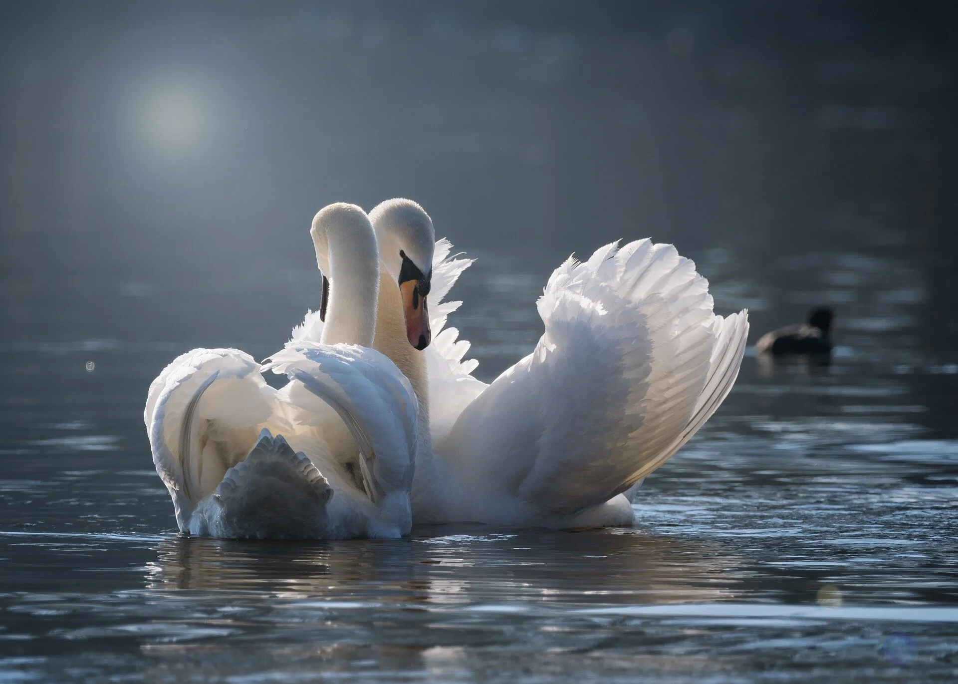 swan-4013225_1920.jpg