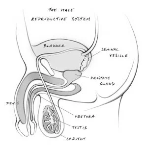 m-organs-1-295x300.jpg