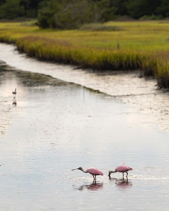 feeding time
.
.
.
.
.
.
#southcarolina #birds #animalphotography #wanderlust #travel #kiawah #charleston #travelblog #pink