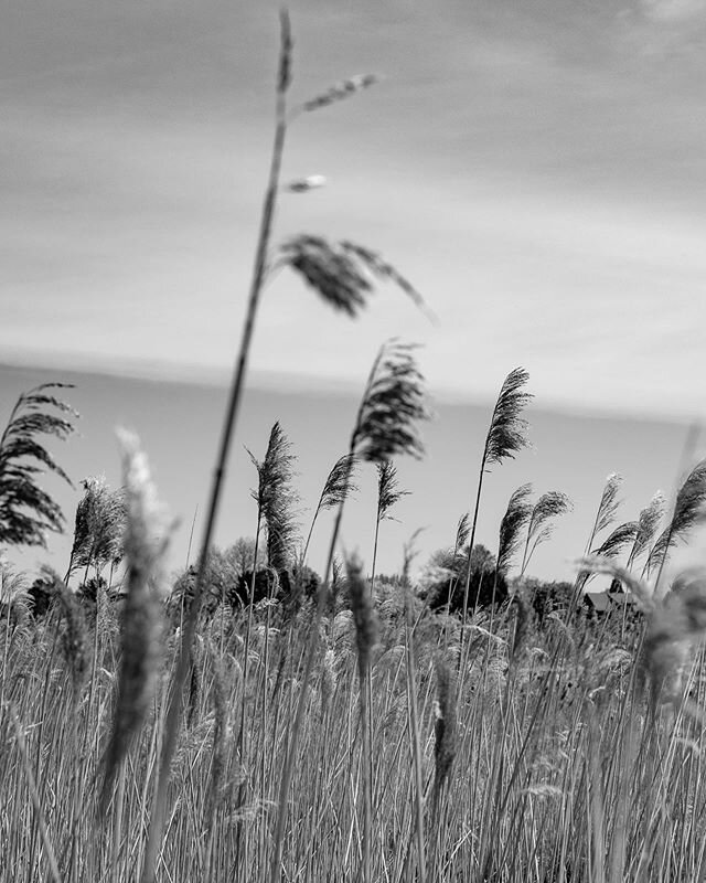 second most photographed scene of quarantine: feathered grass blowing in the wind 🤨
.
.
.
.
.
.
.
#montauk #hamptons #grass #marsh #canon #canon