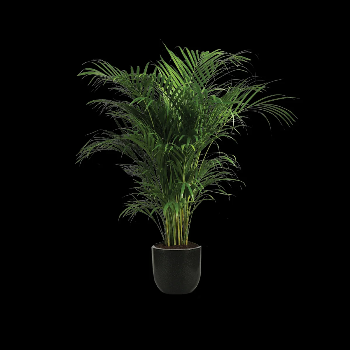 Kentia Palm